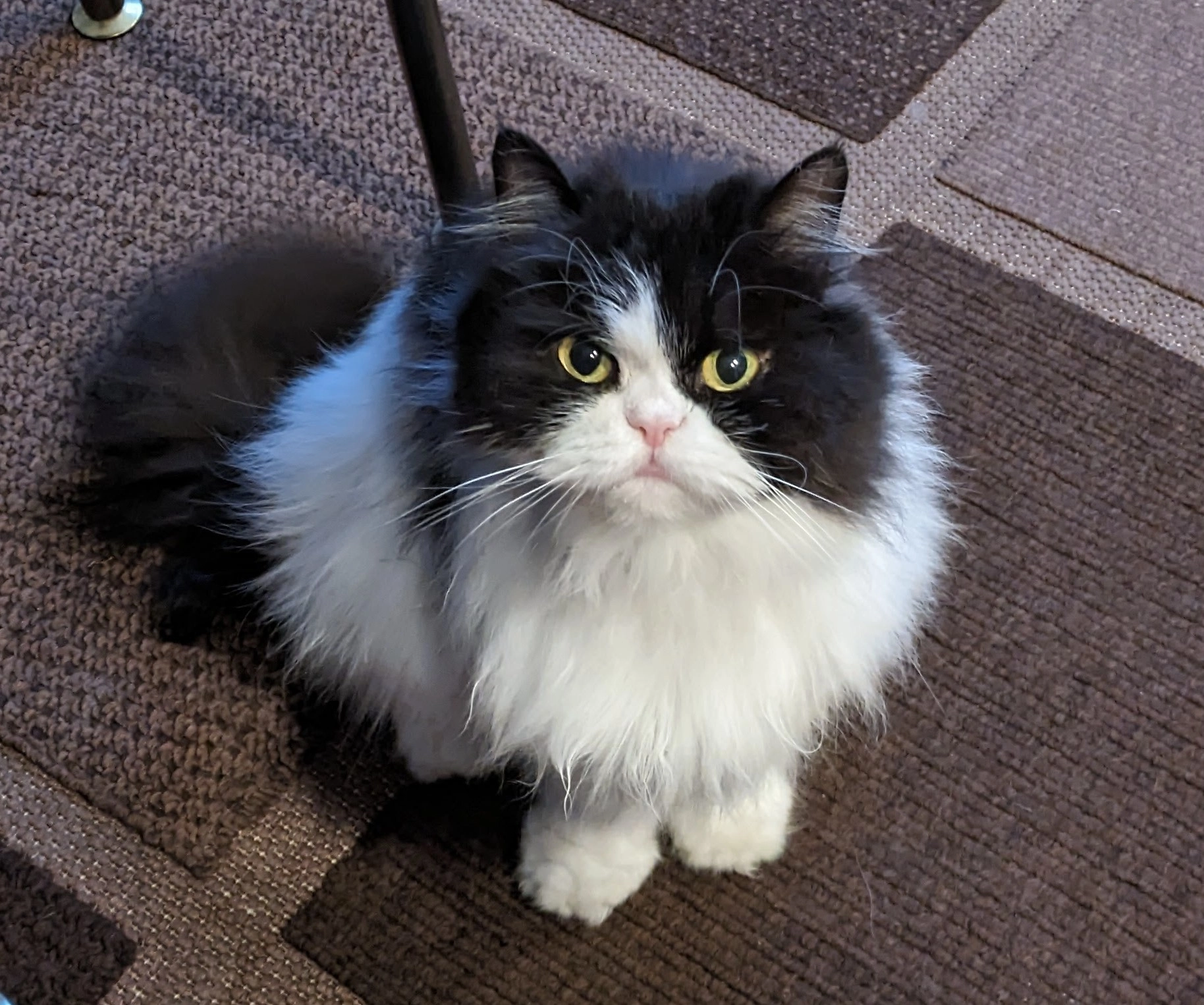 Balu  - Bahnhofstraße, Herne