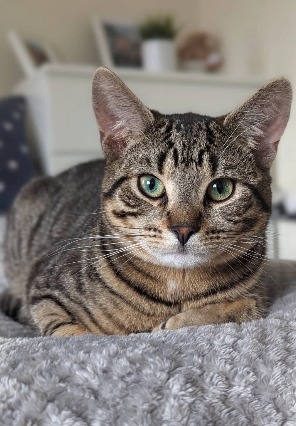 Dusty  - Clos Afon Llwyd, Pont-y-Pwl