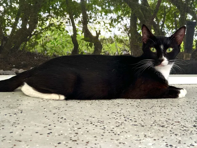 Minnie Moo - Green Key Rd, New Port Richey