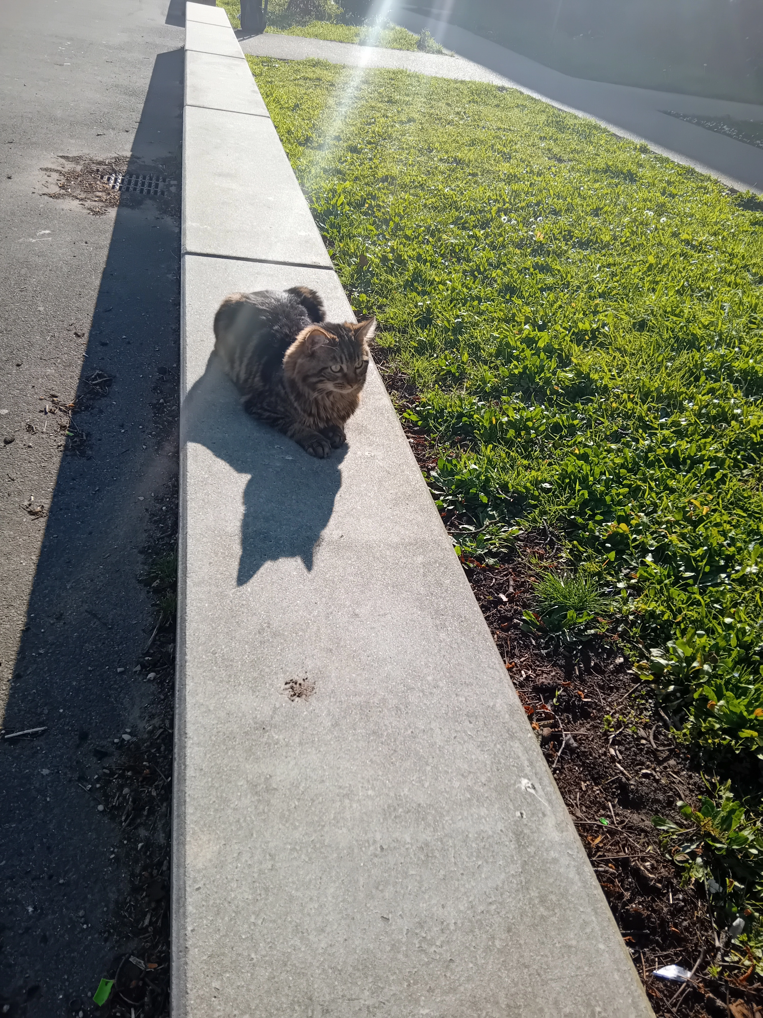 Missing Cat - 11 Rue Toulouse-Lautrec, Saint-Lyé