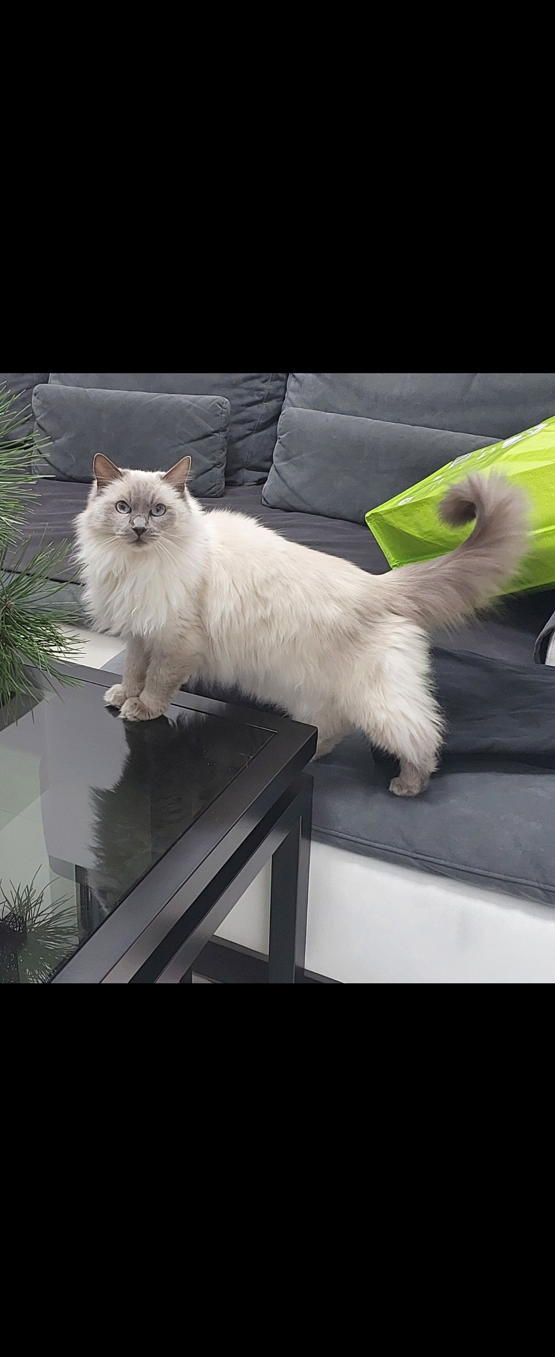 Kiara - Bukowa, Łaziska Górne