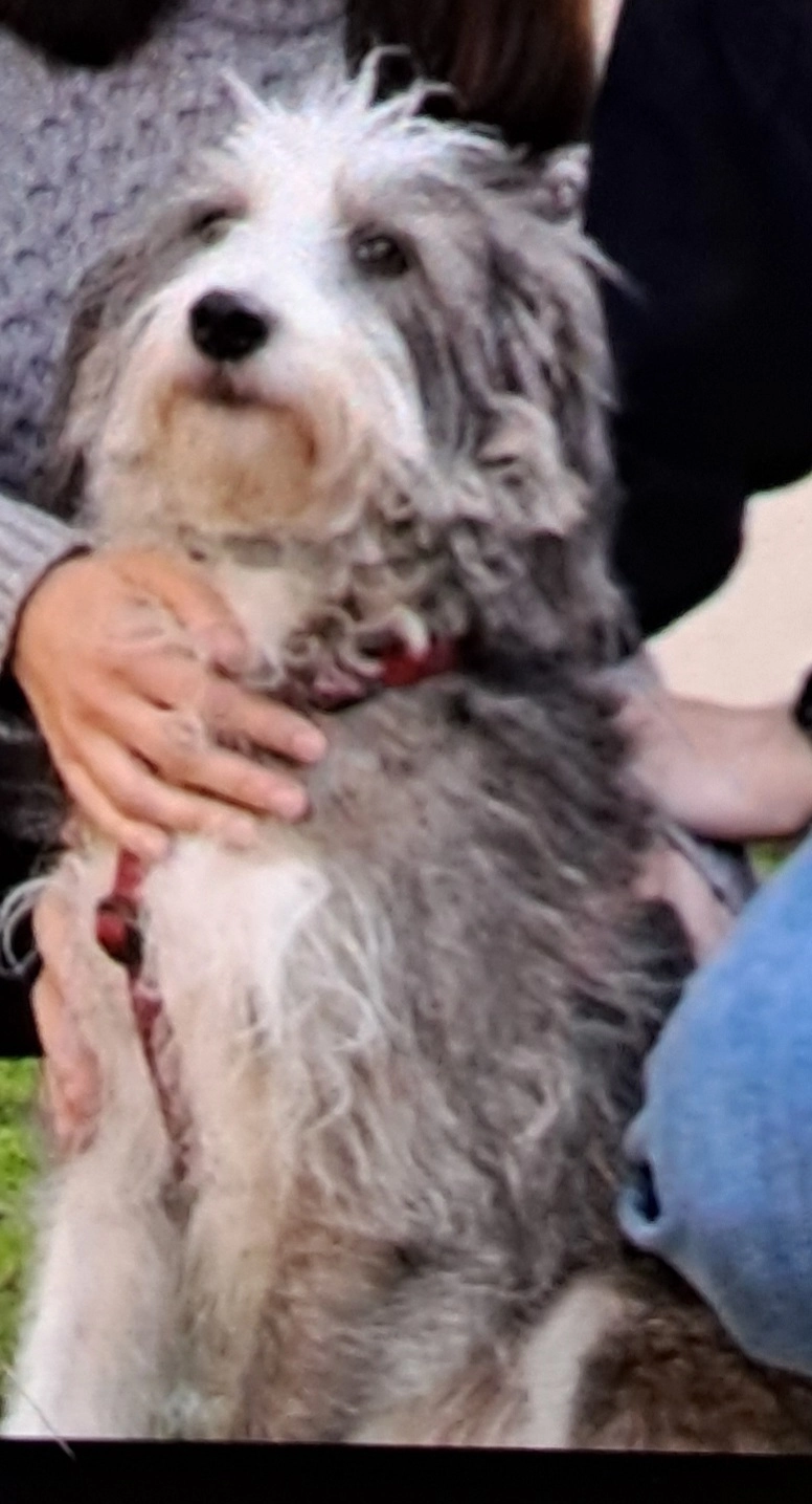 Polpetta - Via Principe Amedeo, Turin