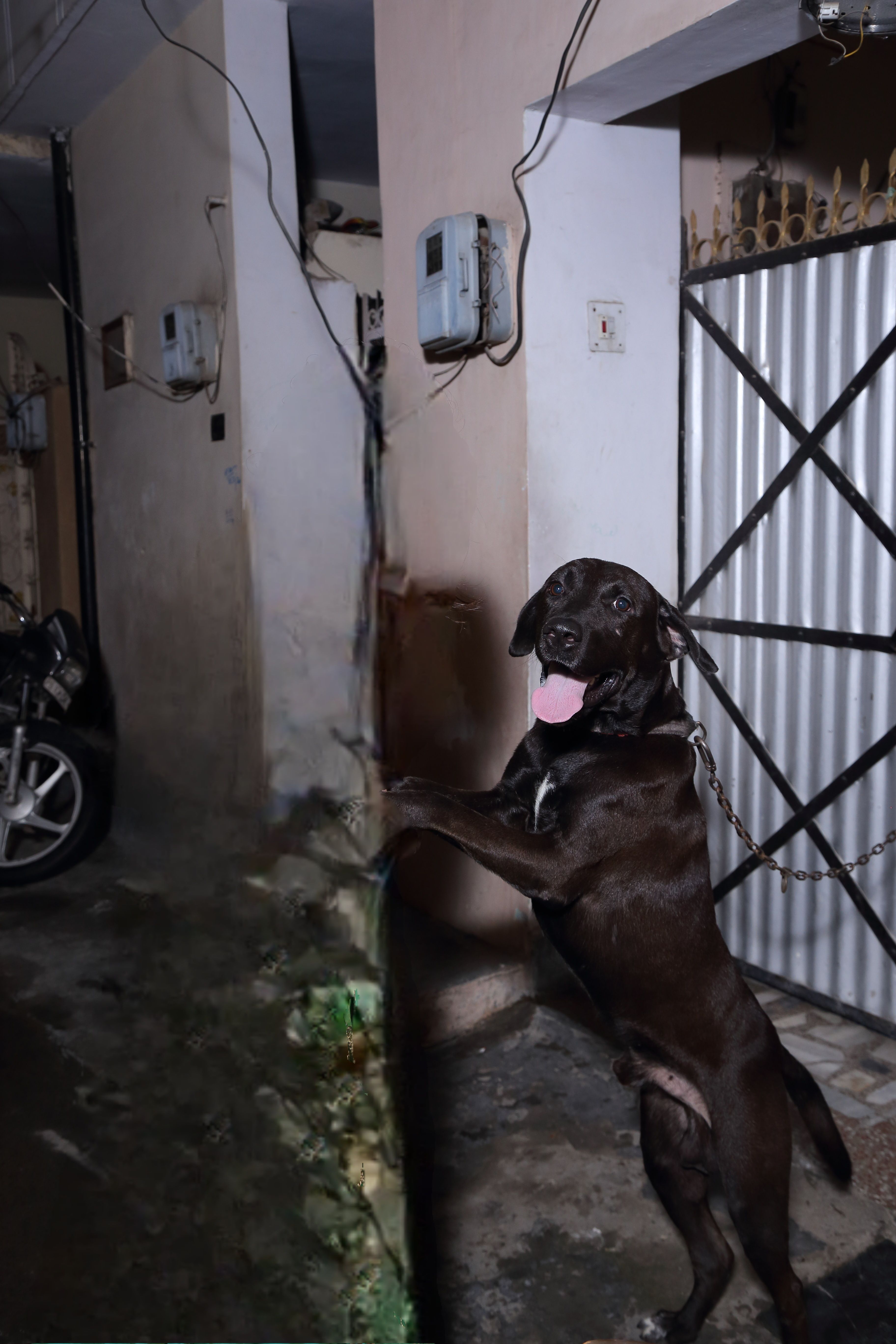 Scooby - Gurdev Nagar Road, Gurdev Nagar