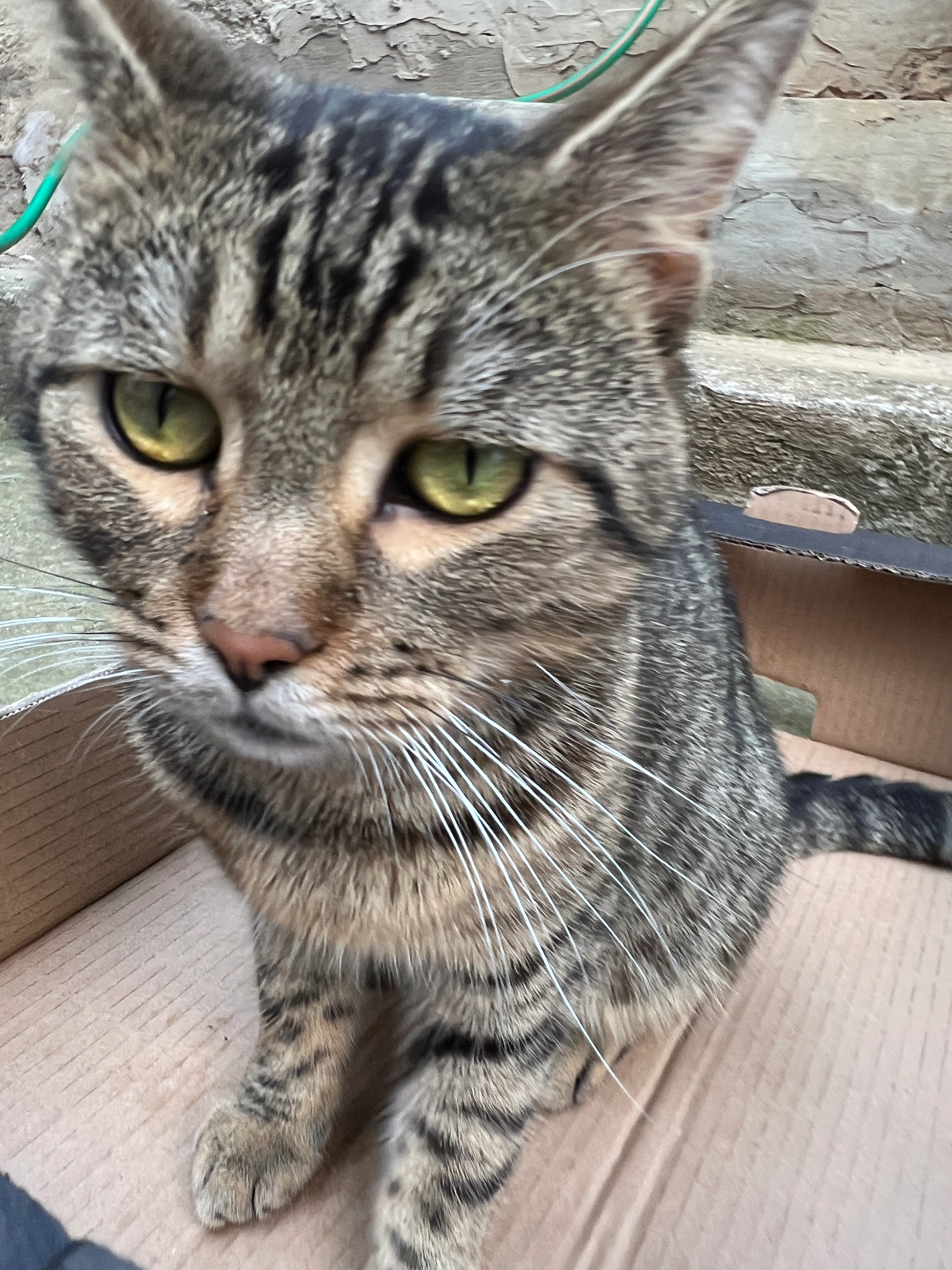 Lio - Roggendorf 33, Röschitz