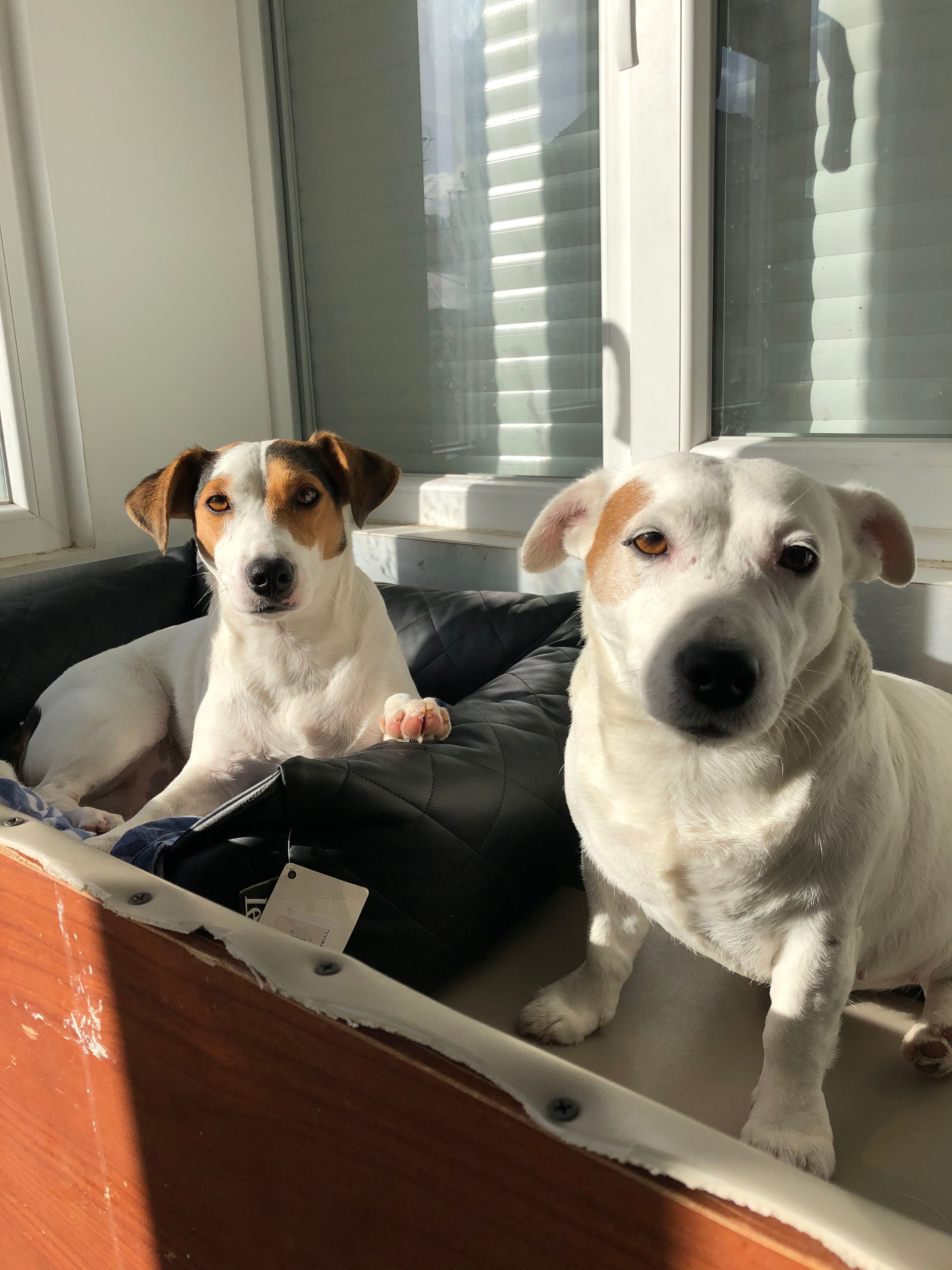 Bella - Rue Camille Flammarion, Noisy-le-Grand