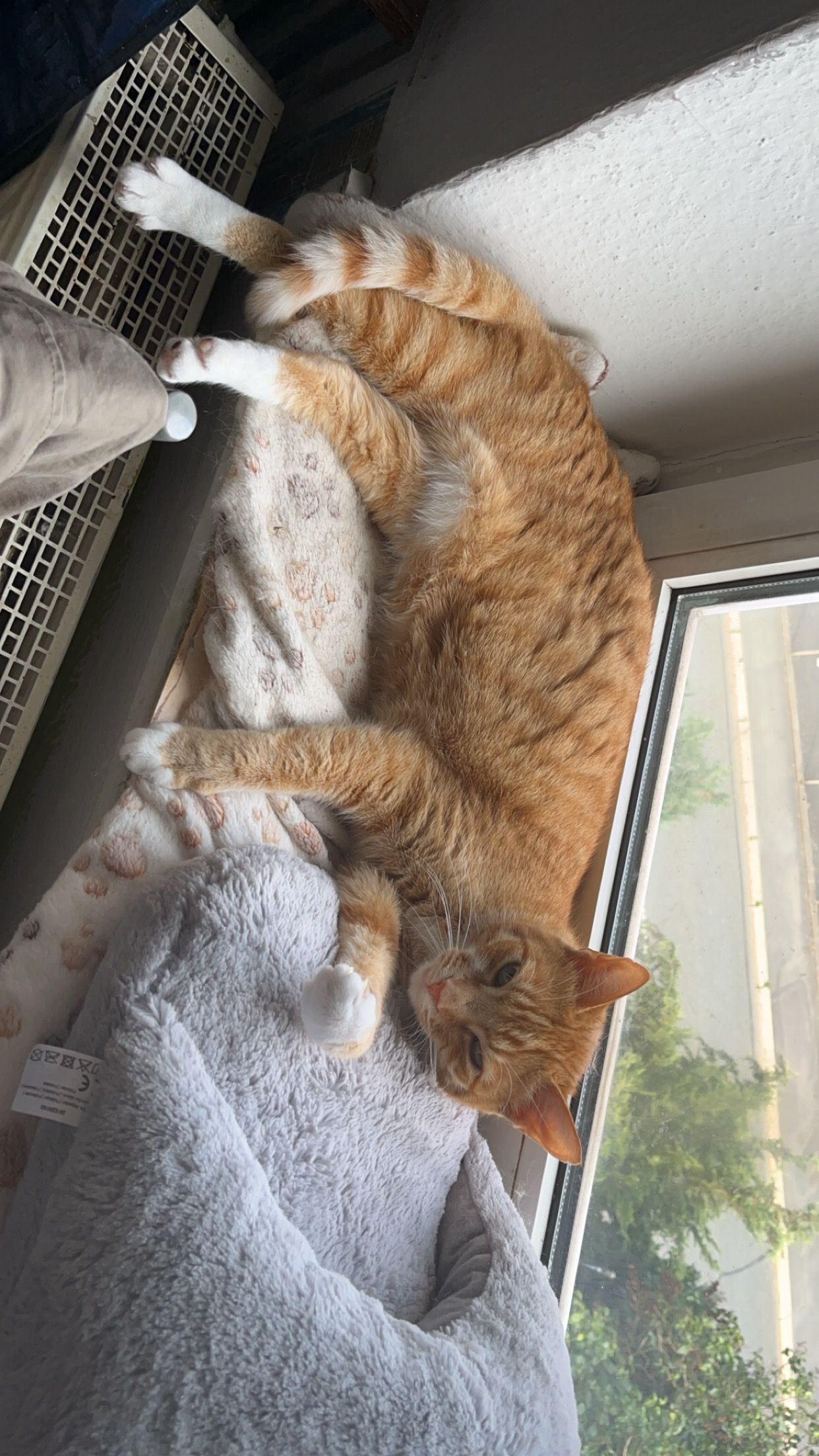 Chin - Quetschenweg, Hof