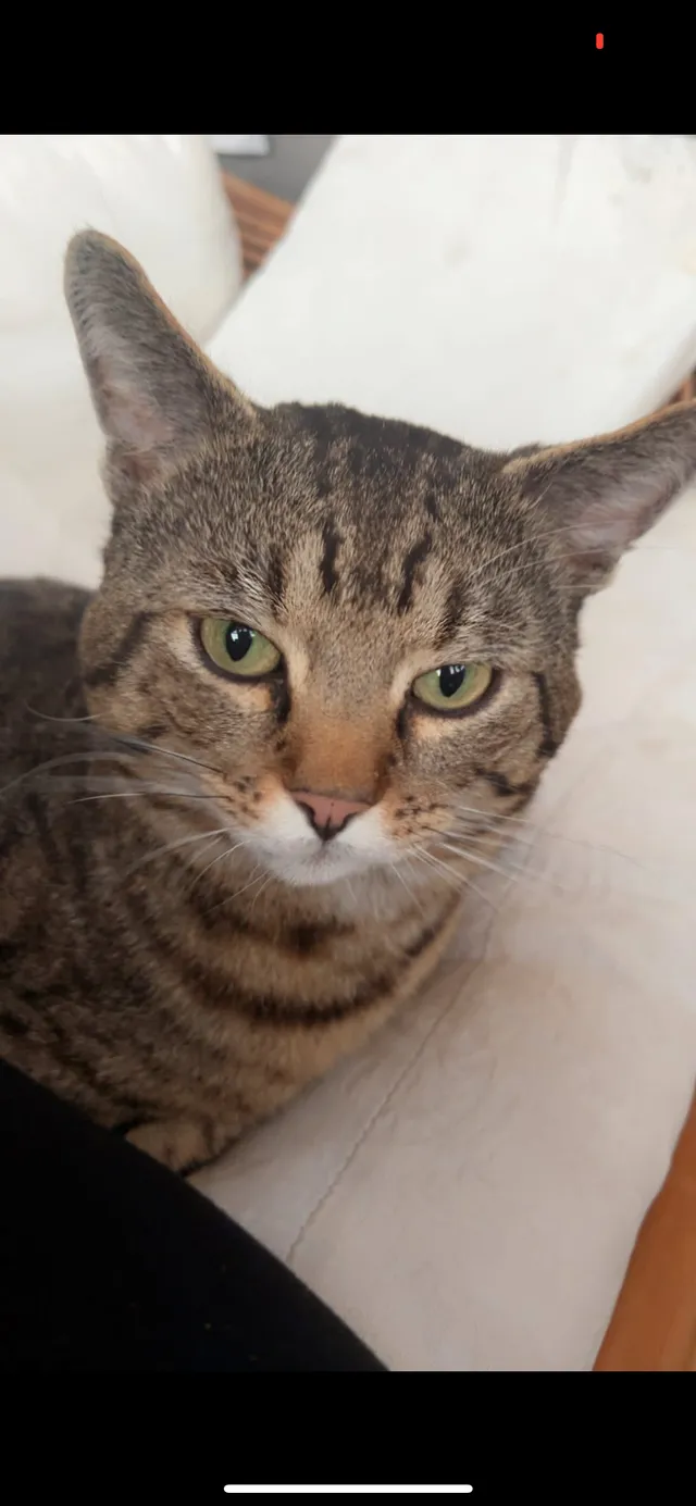 Simba - Lyddesdale Avenue, Thornton-Cleveleys