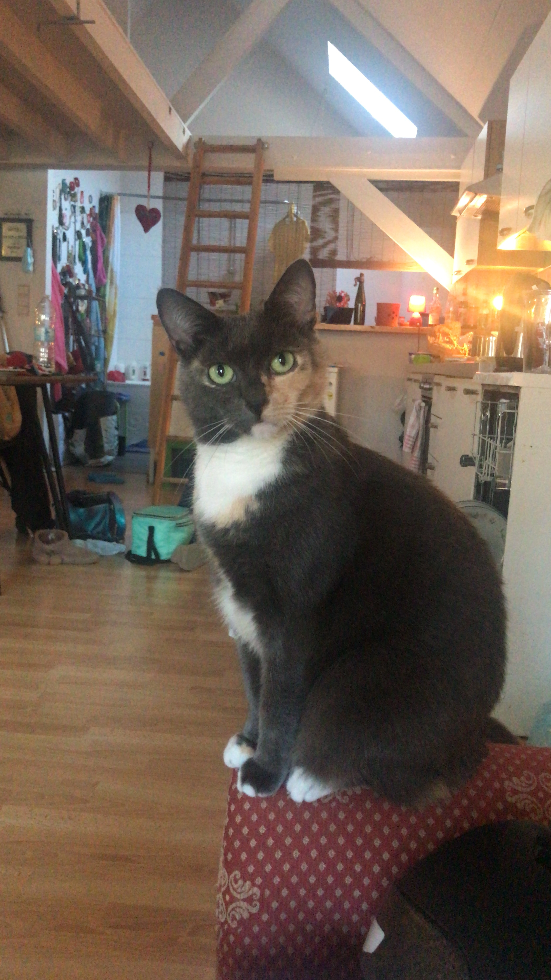 Chichi - Rue Martin Morimont, Ciney