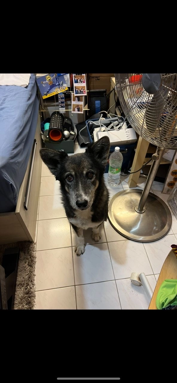 Chewy - 47800, Petaling Jaya