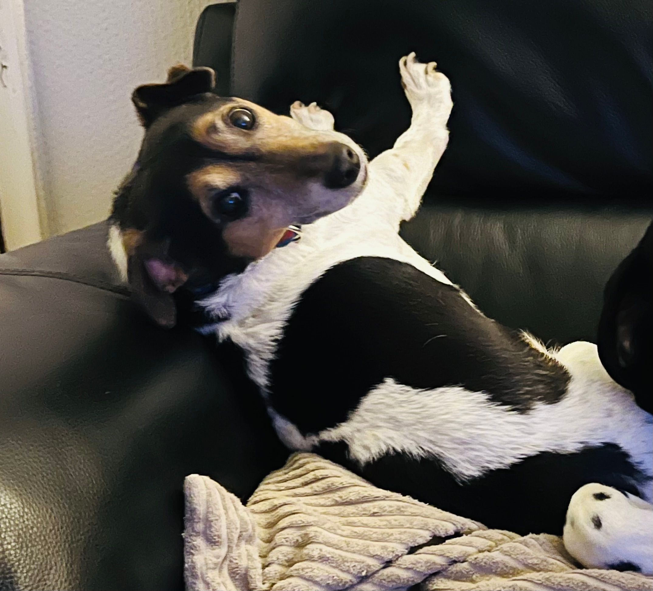 Monty - Fairbourne Road, Leicester