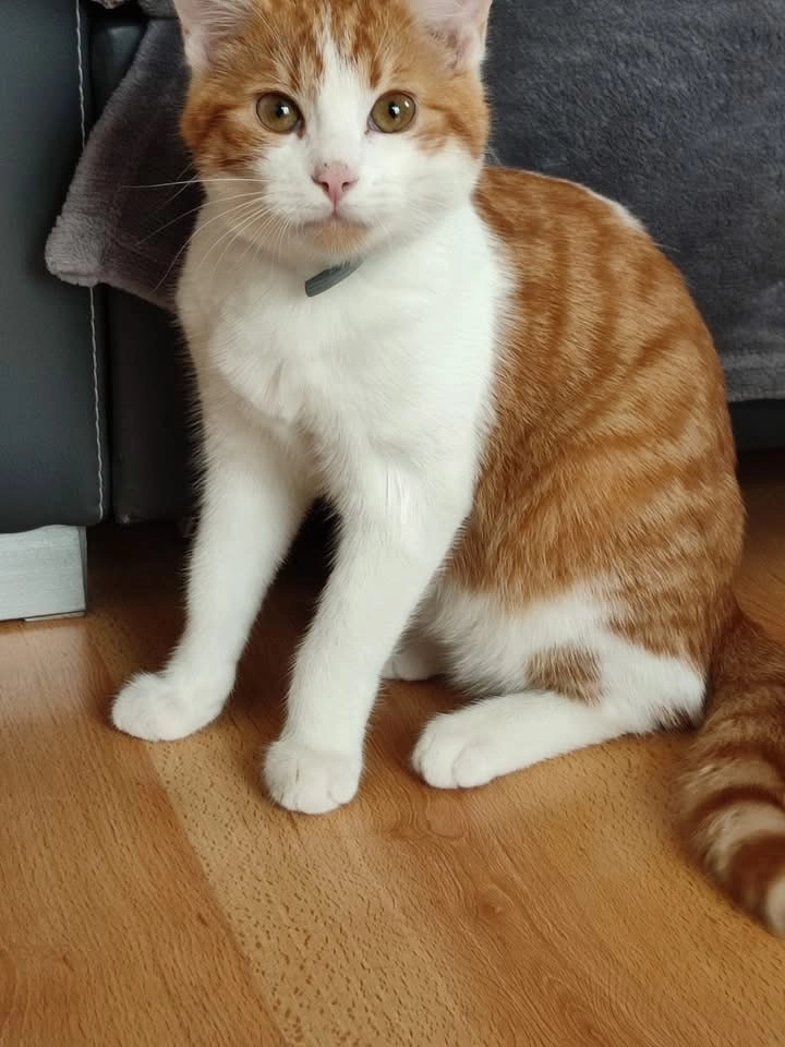 Weasley - 74 Rue de la Cité Jardin, Lisieux