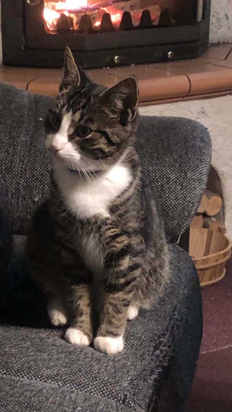 Buddy - Knappenweg 5, Welzow