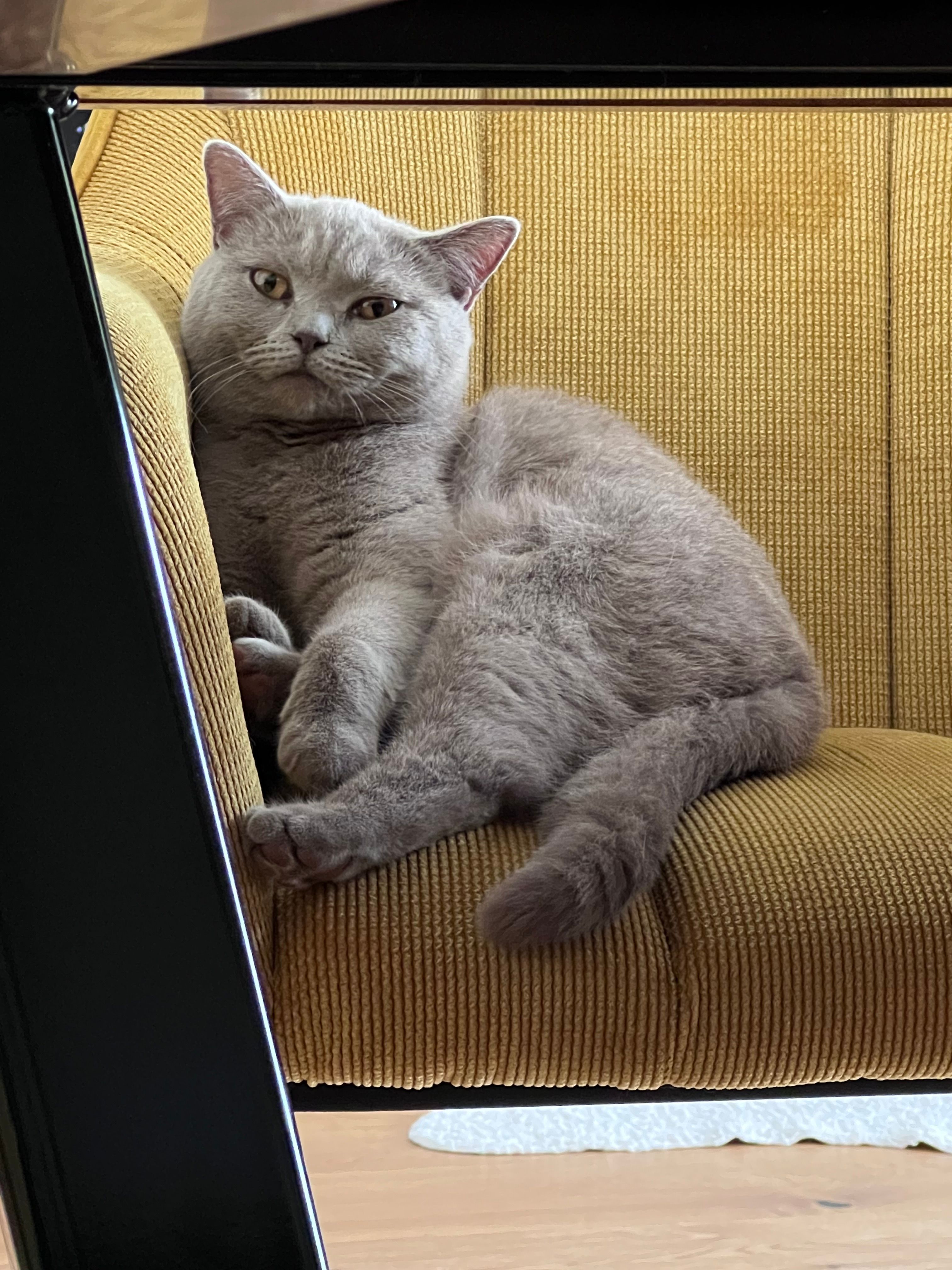 Bailey  - Volkenschwander Straße, Volkenschwand