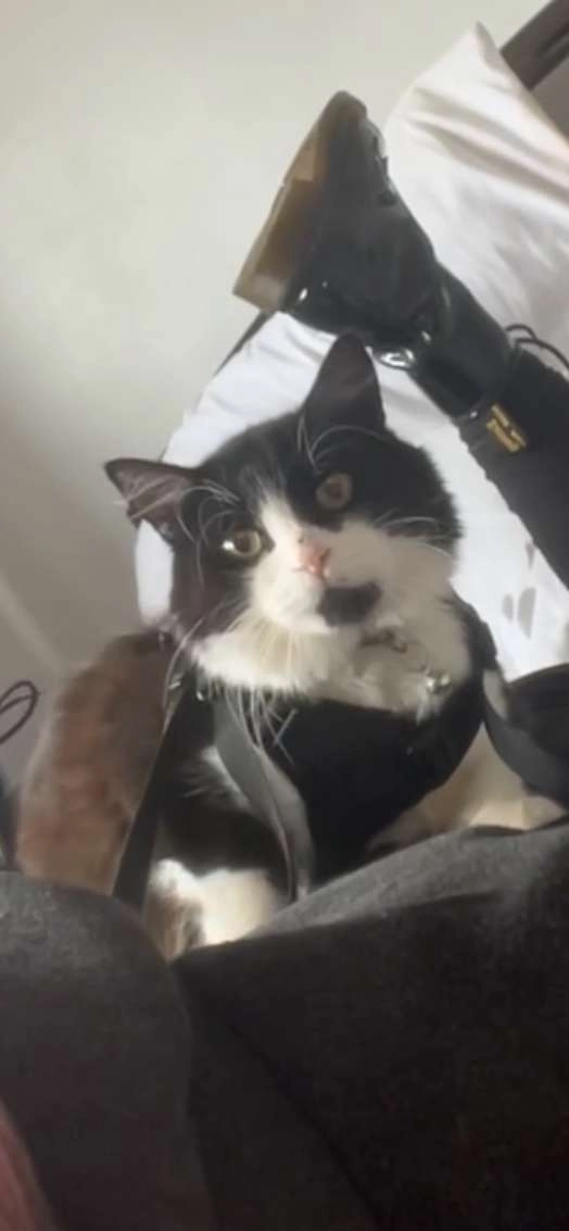 Tumble - Rectory Lane, Lincoln