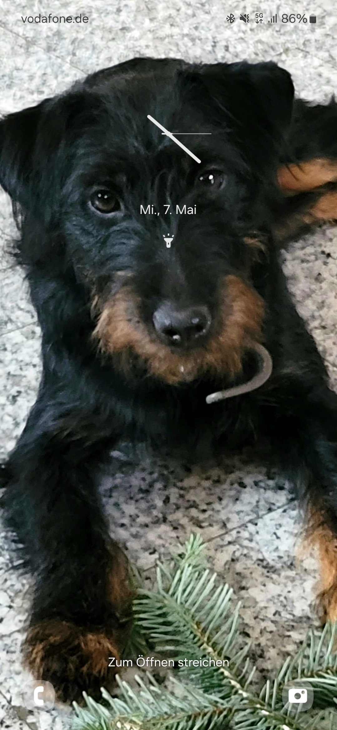 Daisy - Alpbach, Alpbach