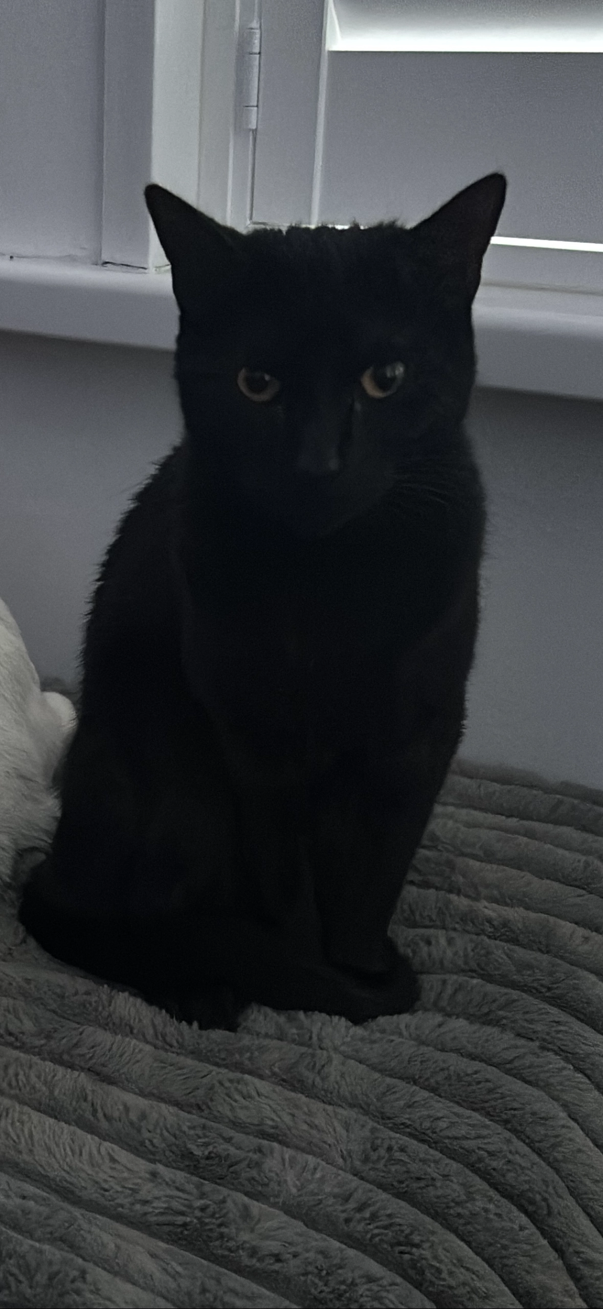 Dante - Minster Road, Cardiff