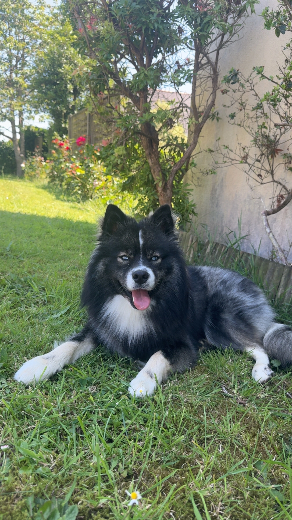 Faro - Route de Keraneost, Landerneau