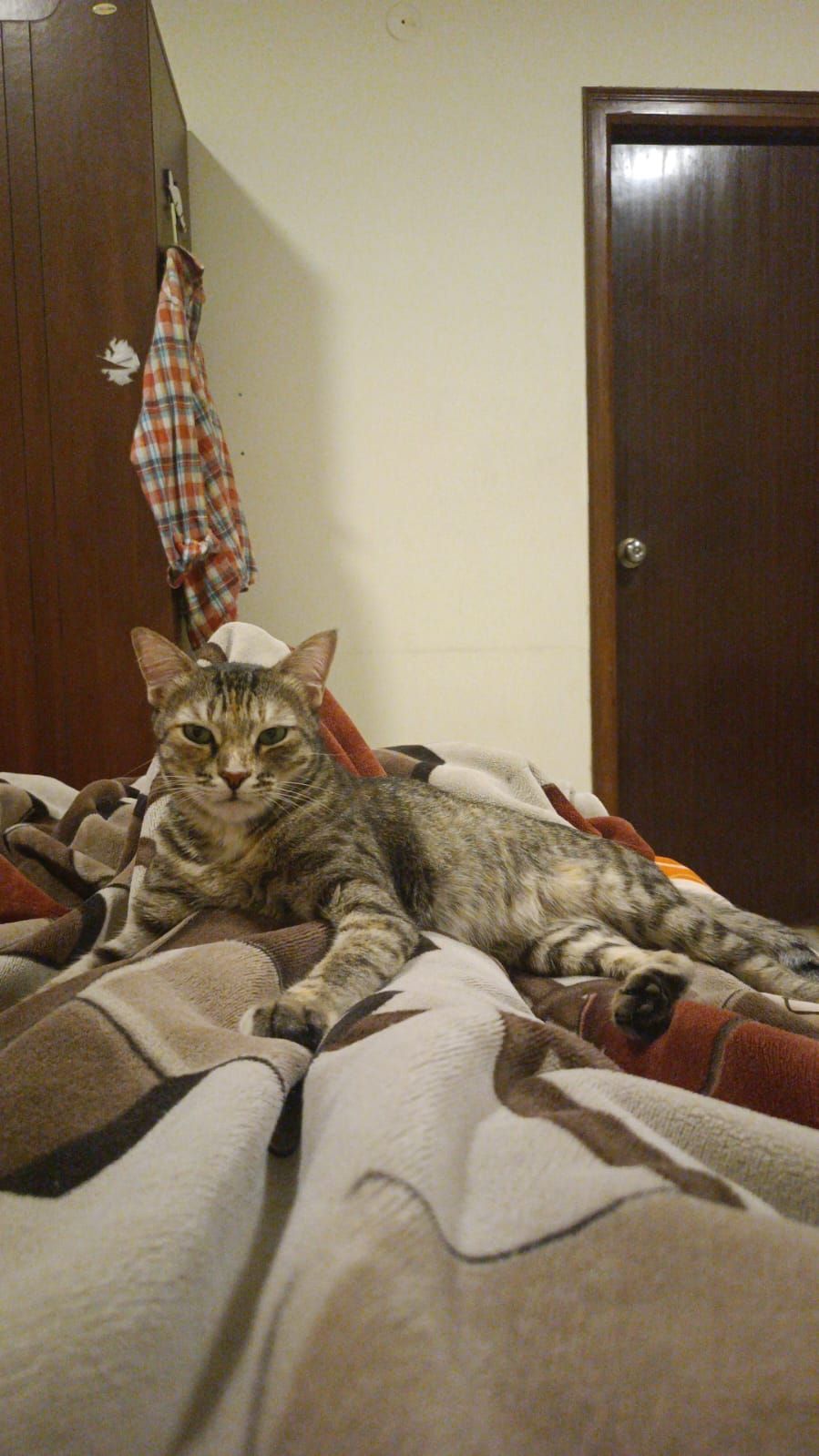 Kiwi - Kudlu Road, Anekal