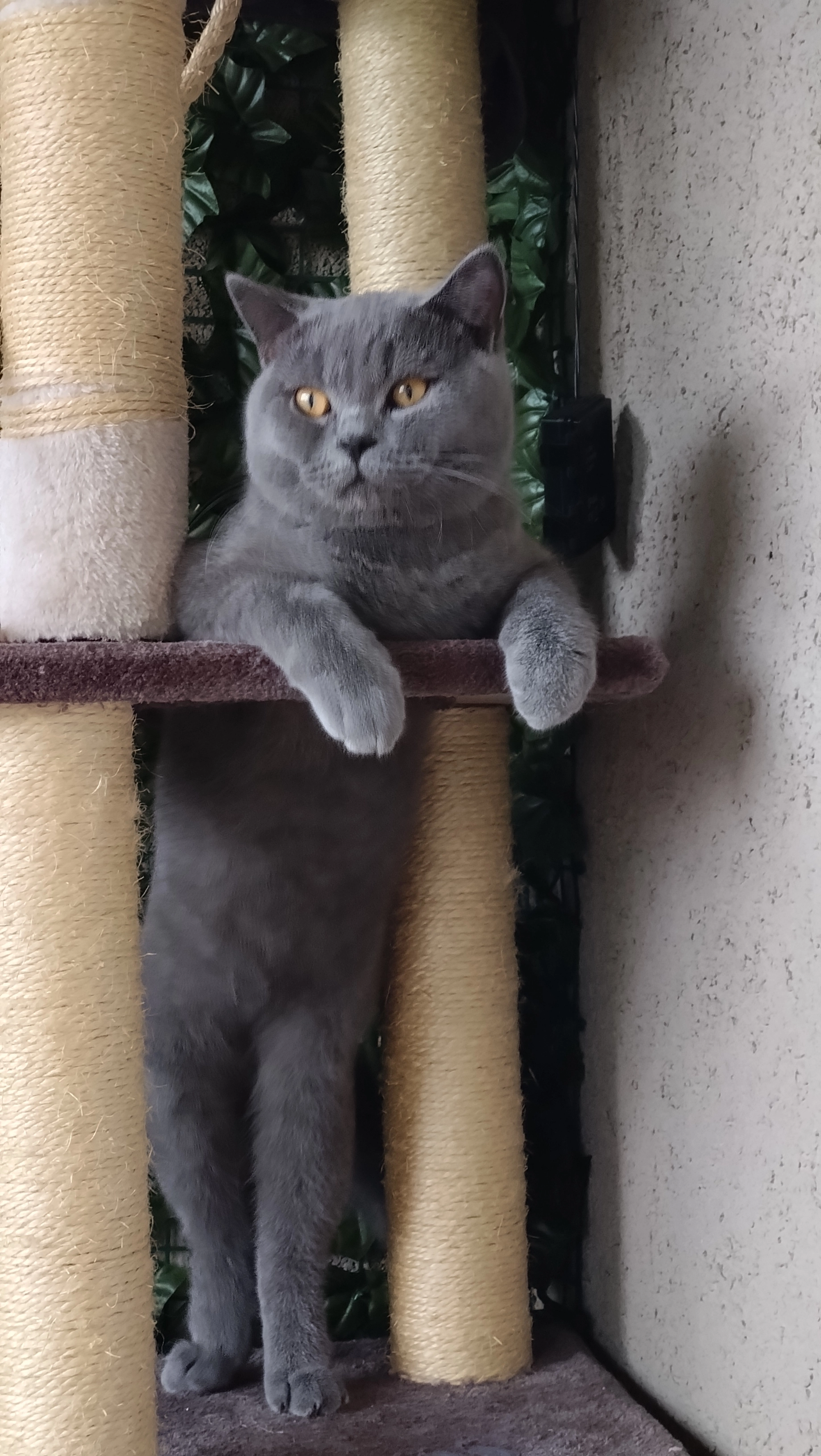 Rudiger  - Ahornweg, Worb