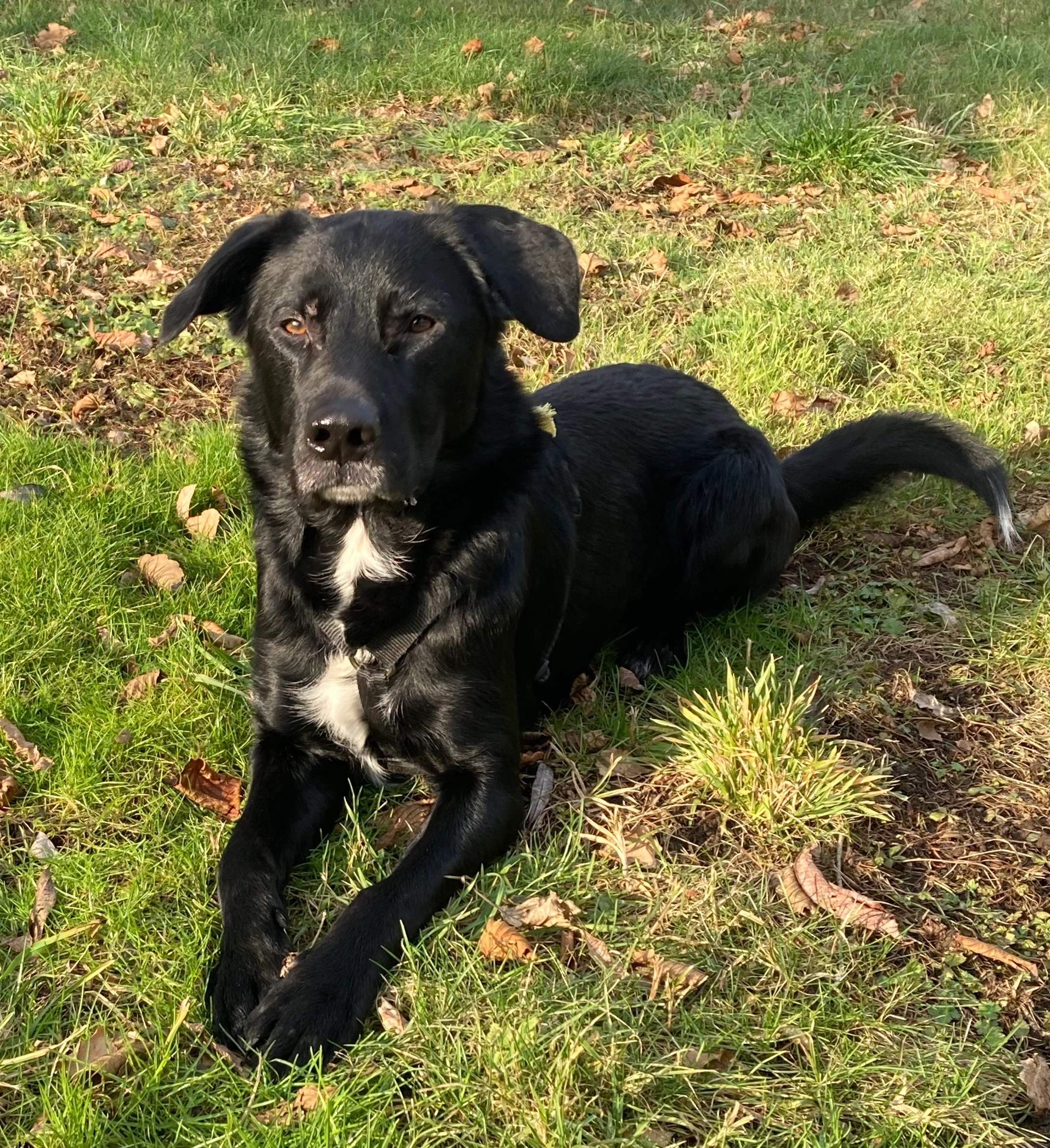 Rambo  - Am Schmerlenteich, Ottendorf-Okrilla