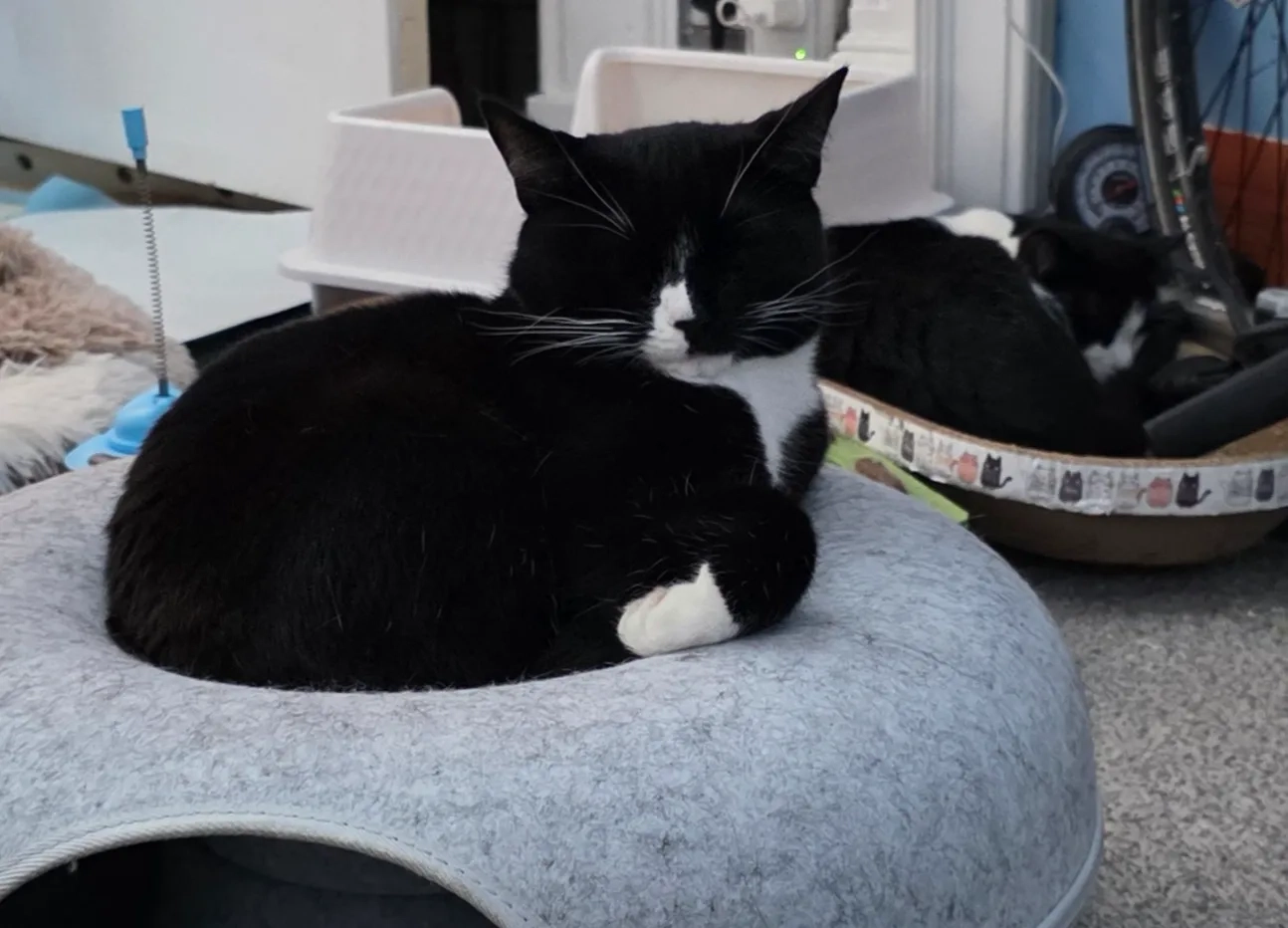 Trevor - Henderson Street, Edinburgh