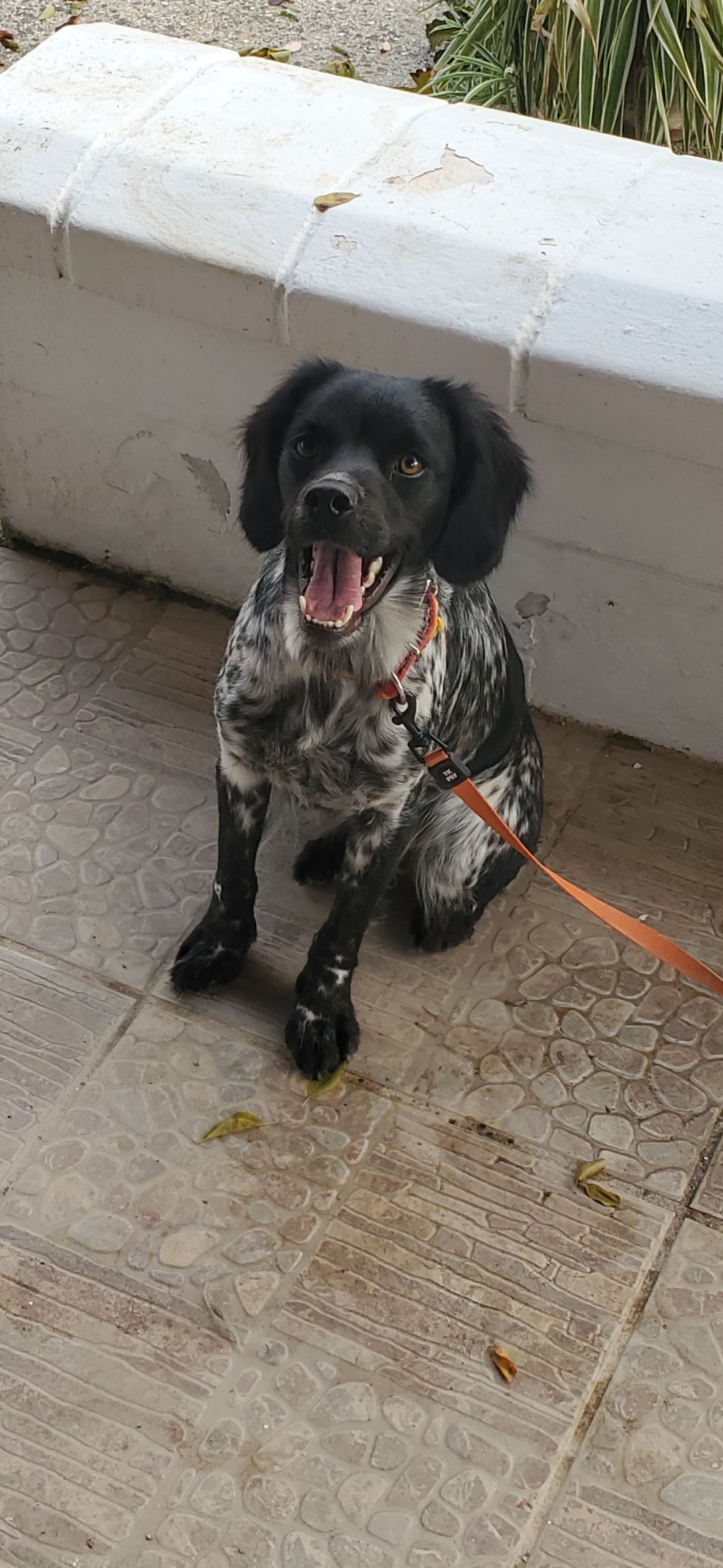 Luna - Avenida de Venta del Rayo, Loja