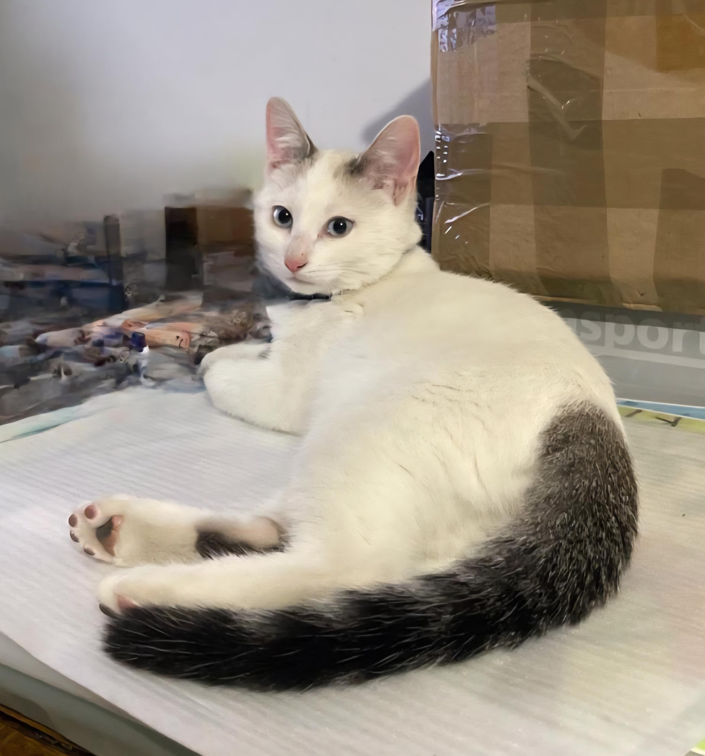 Vanille  - 1 Chemin de la Carrau, Saint-Plancard