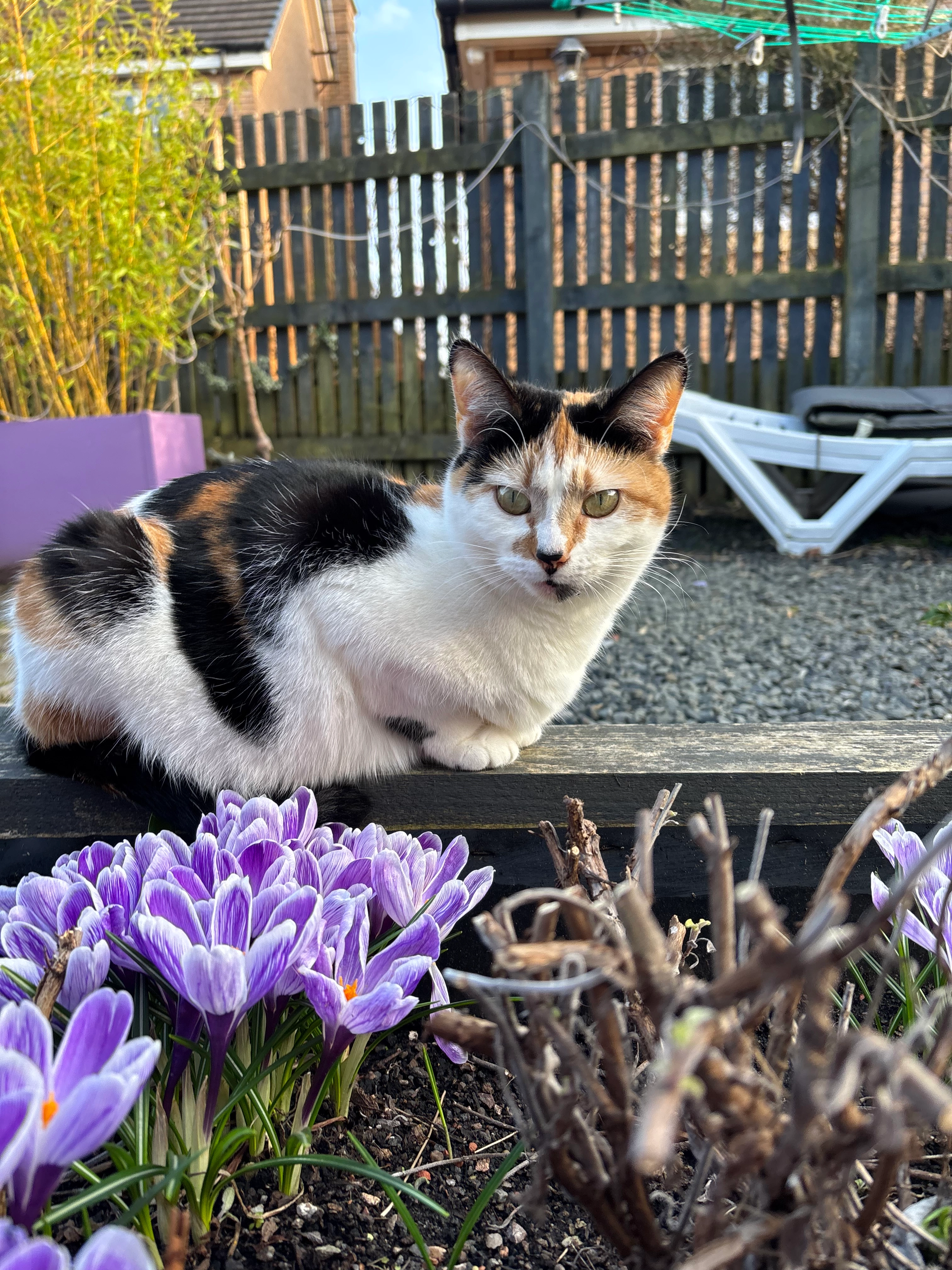 Roma - Staybrae Grove, Glasgow