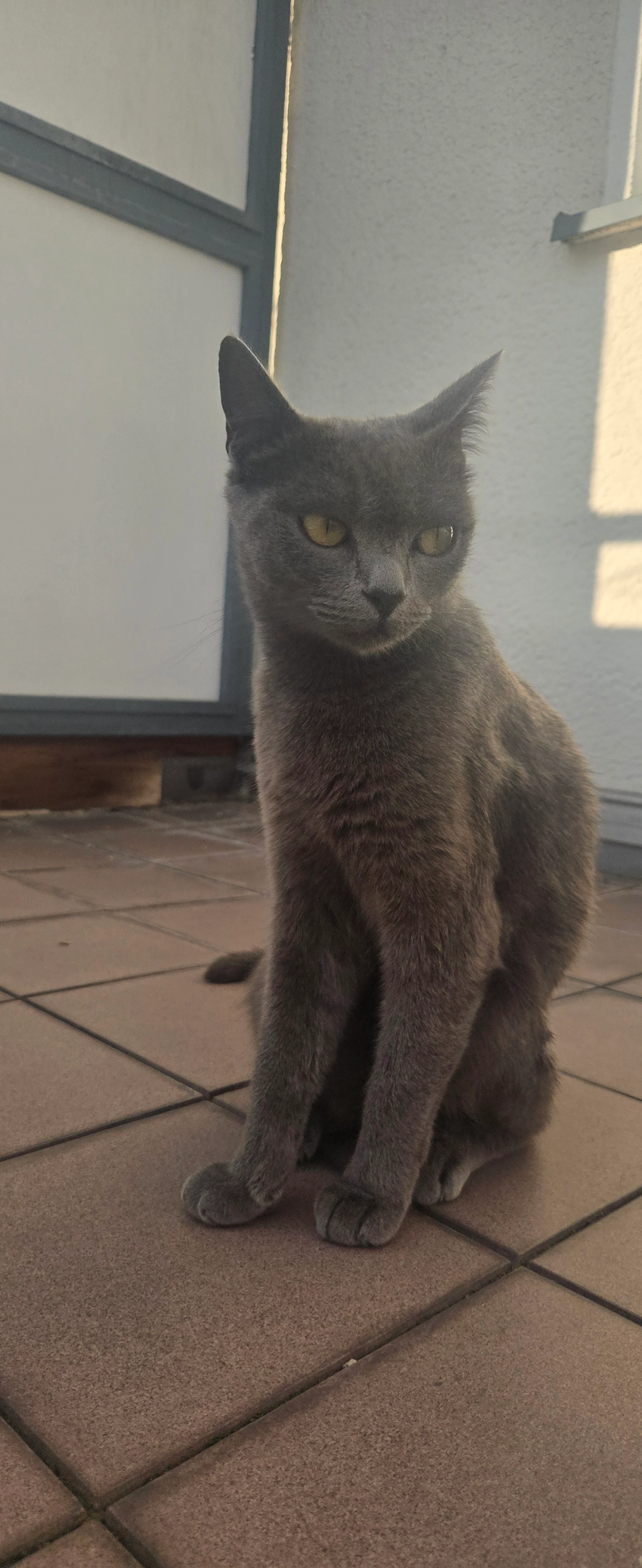 Zilli - Wolbeckstraße, Essen