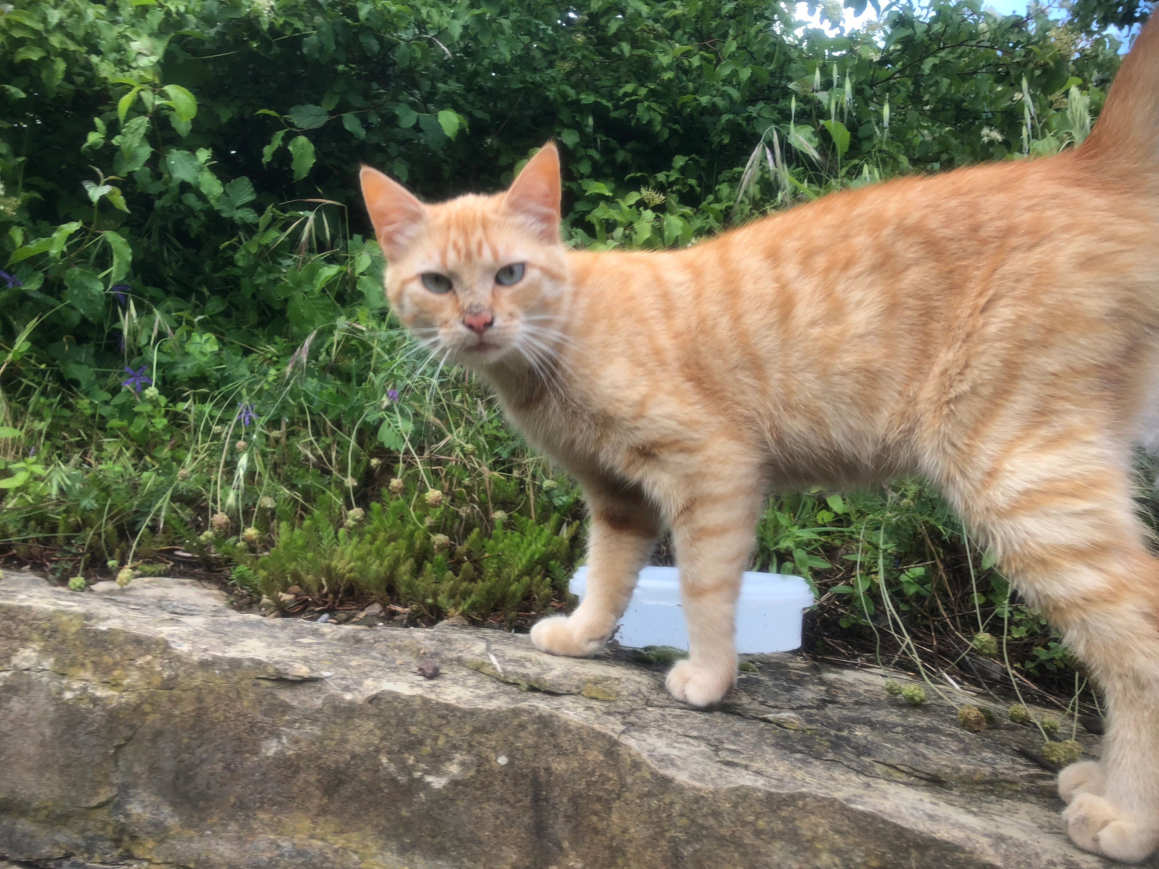 Jones - Chemin De Ponson, Aubenas