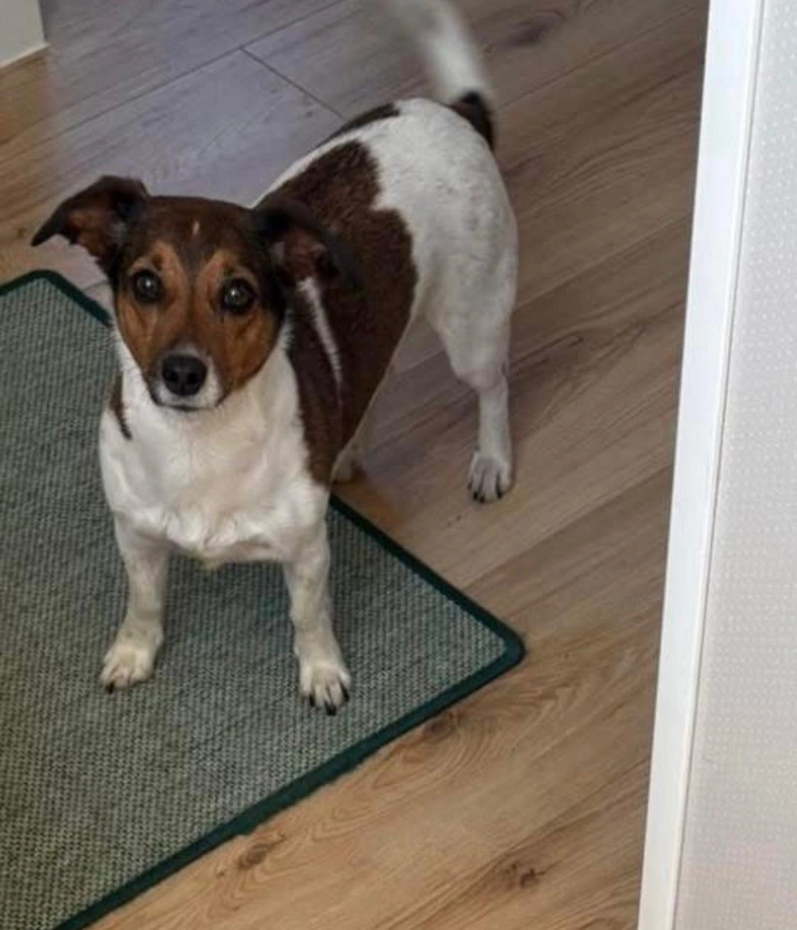 Nelly - Lauheide, Telgte