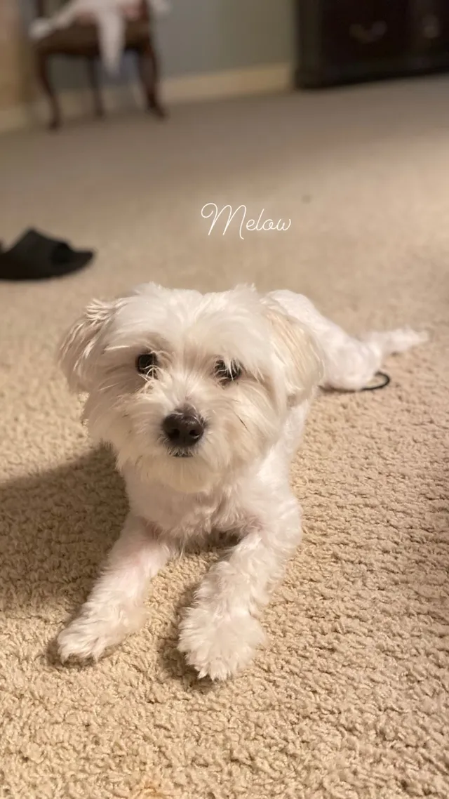 Melow - SW Burgundy Ct, Portland
