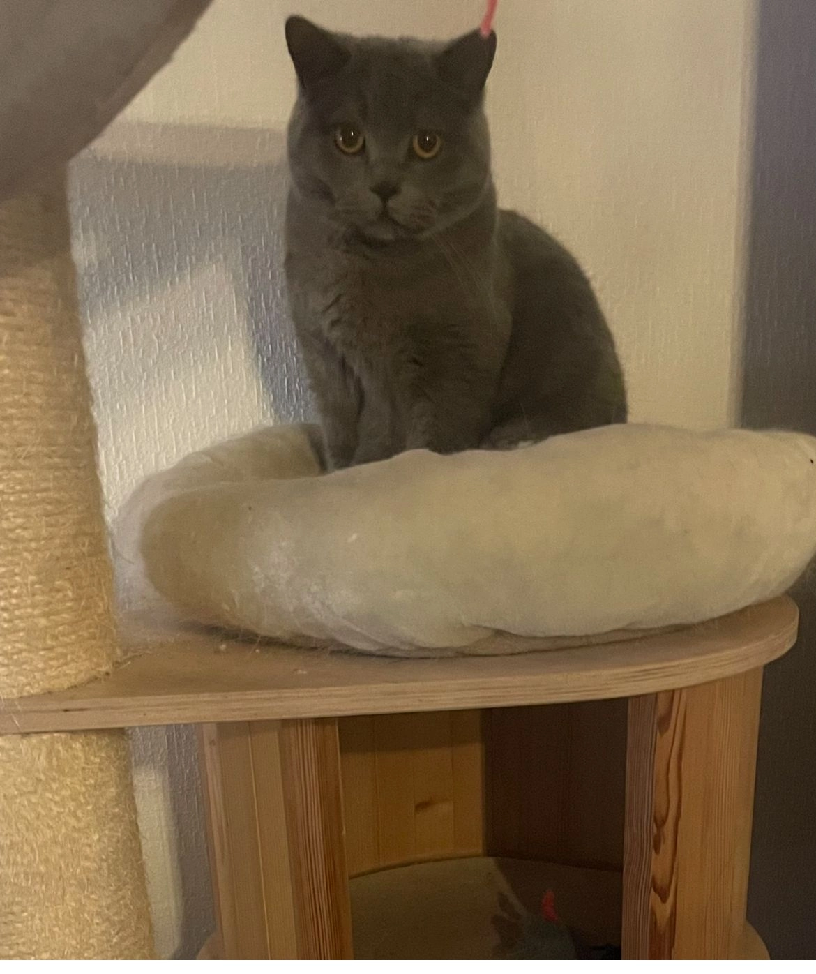 Chester - Grafschafter Straße, Duisburg