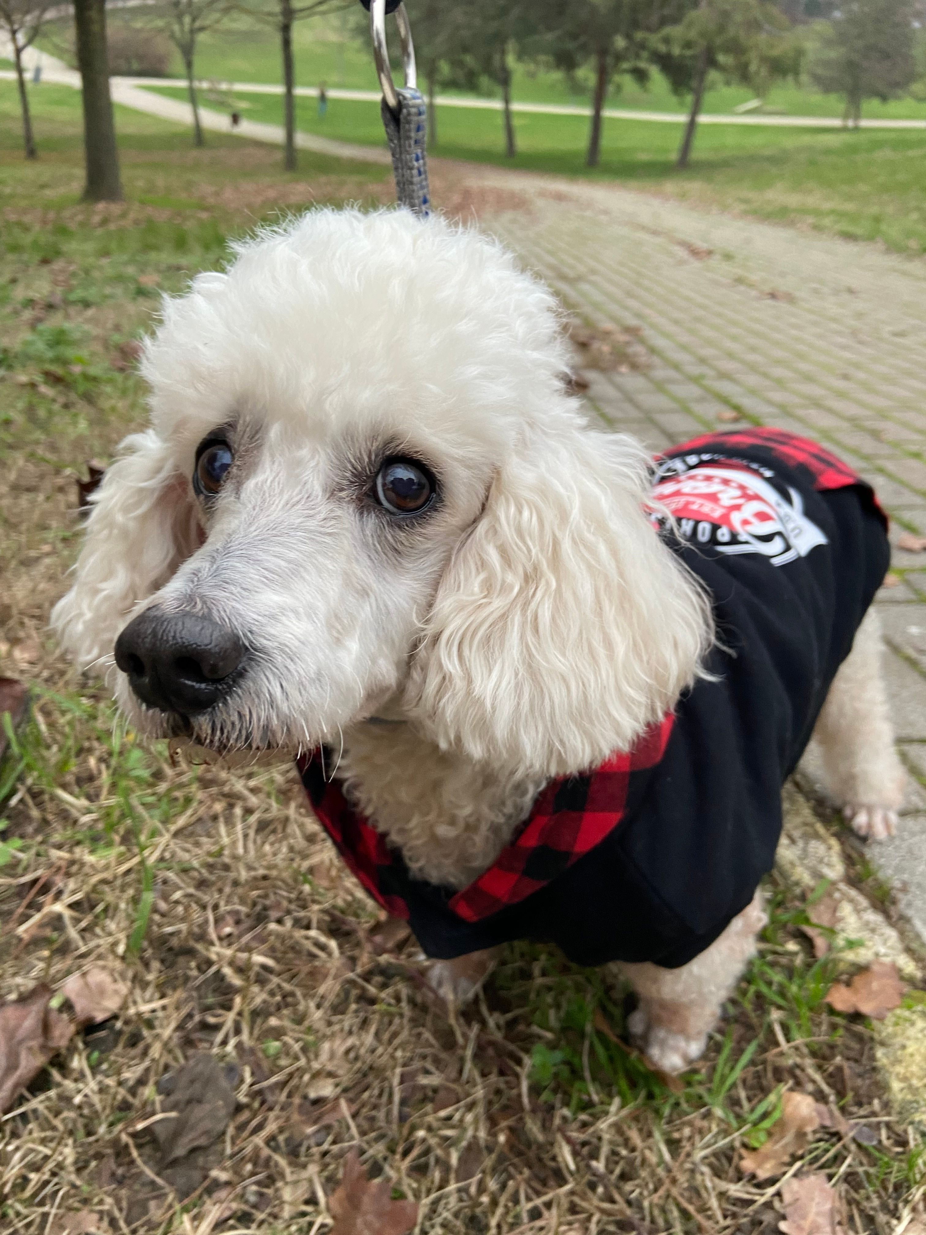 Pirlo - Via Masiera Prima, Cesena