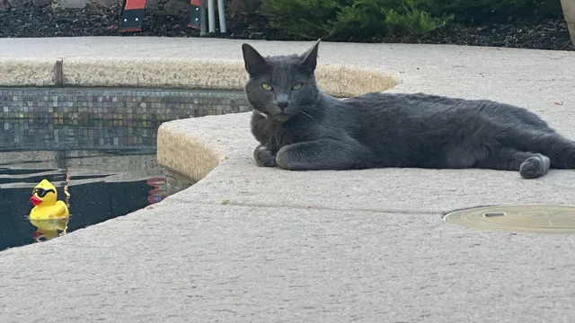 Smoky - Phoebe Ct, Pleasanton