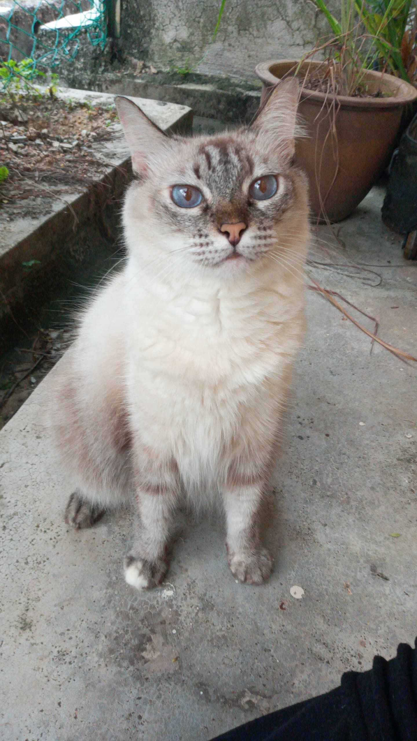 Comot - 71950, Seremban