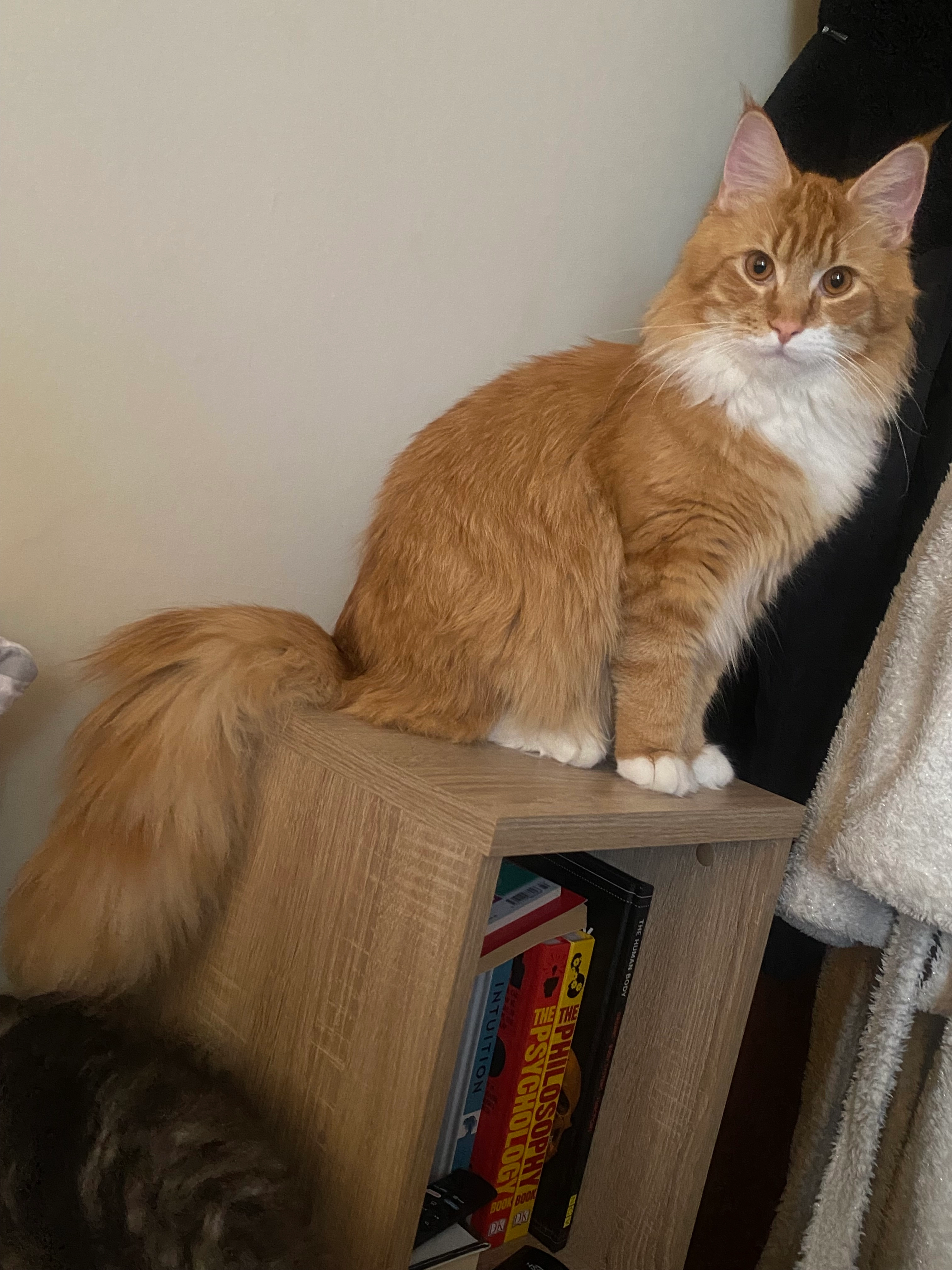 Oscar - NP19 7, Saint Julians