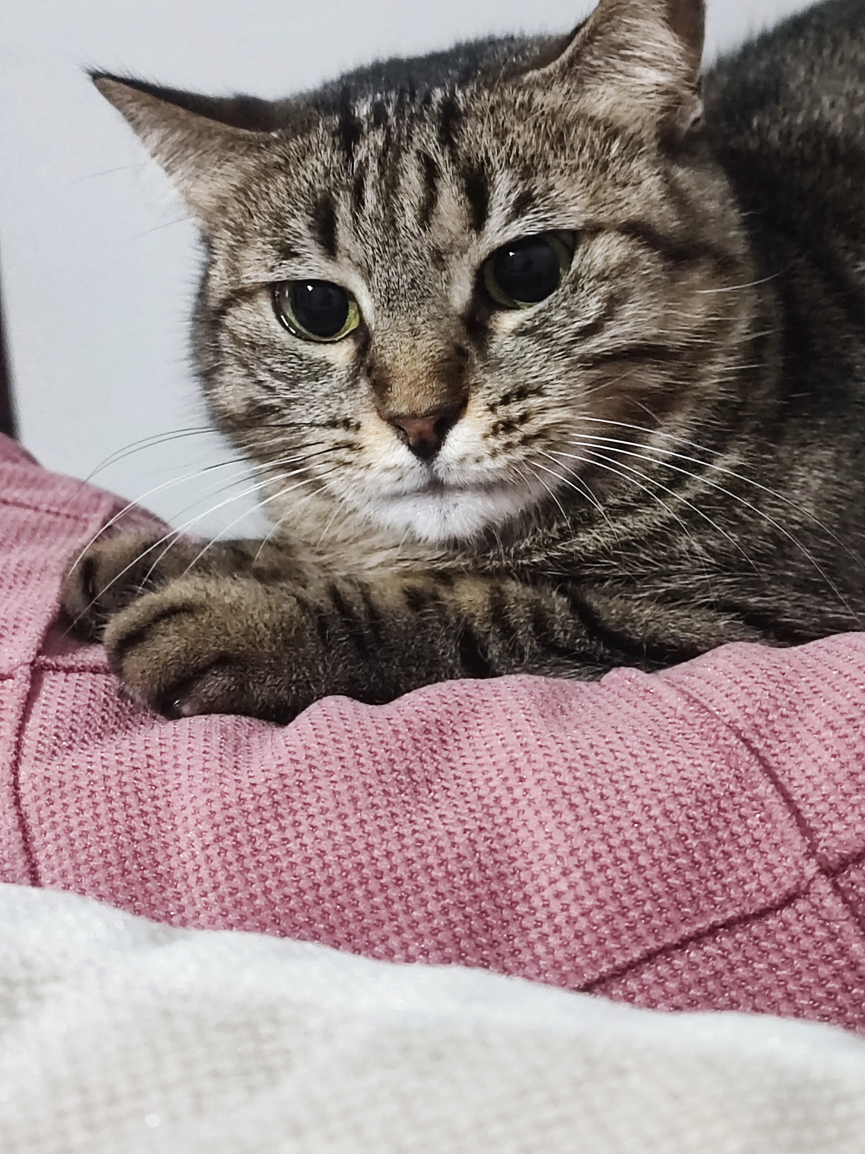 Kedi - Çelik Hançer 6. Sokak, Bahçelievler