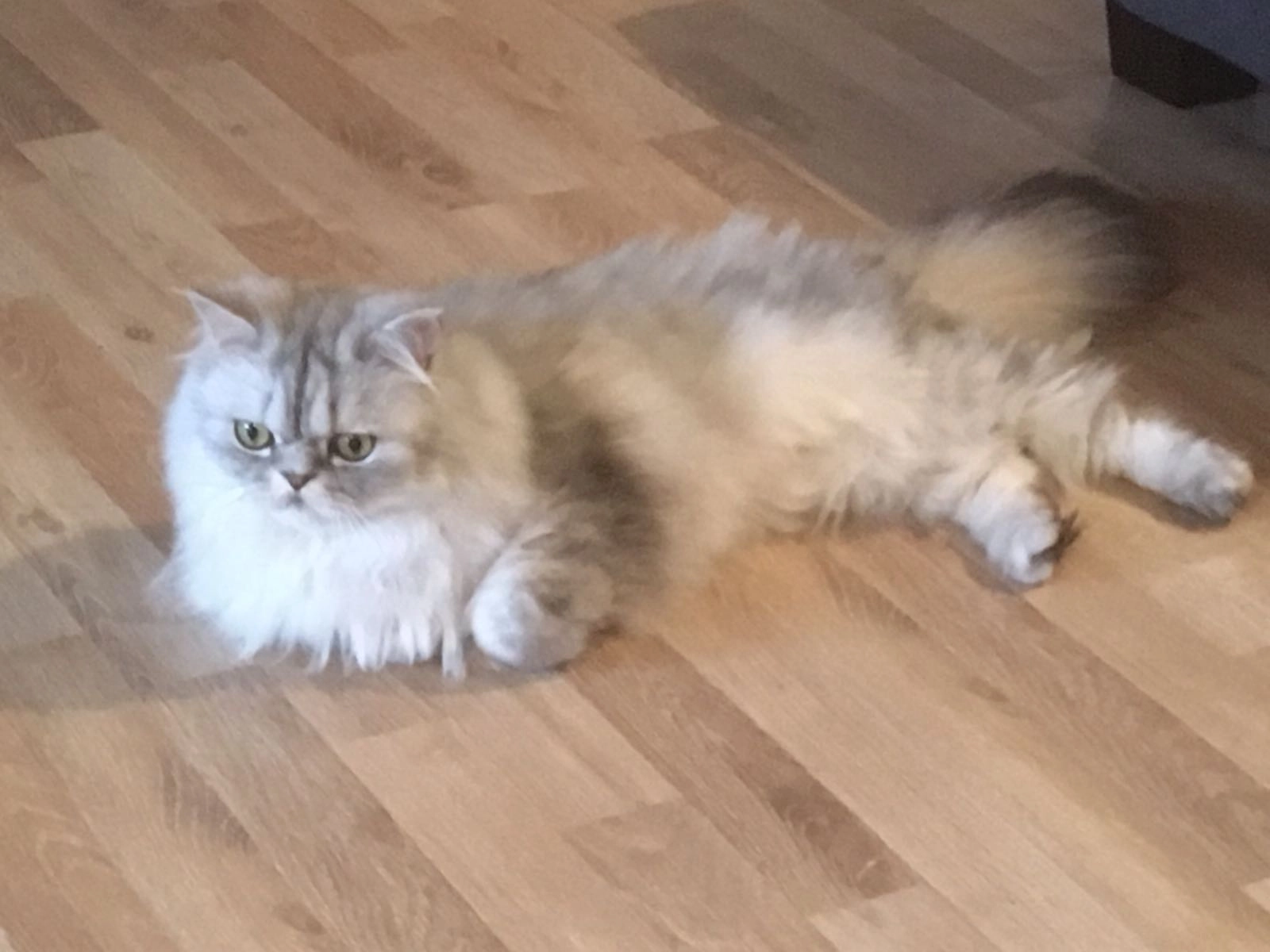 Chester - Wolfis, Rettenberg