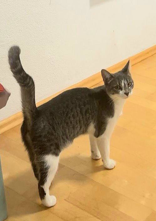 DAISY - Keltenring, Bad Reichenhall