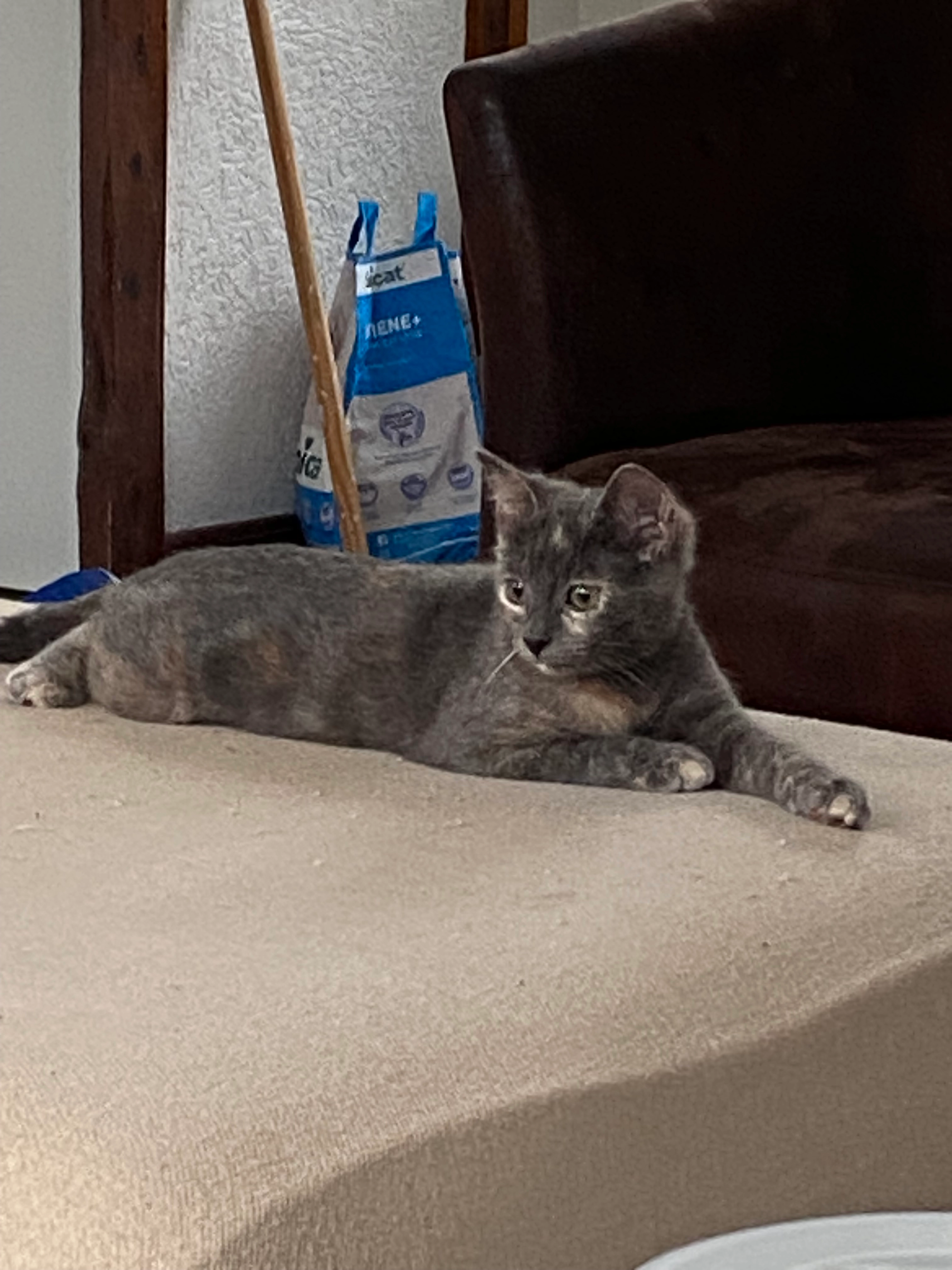 Grisette  - Rue Michelet, Aiguillon