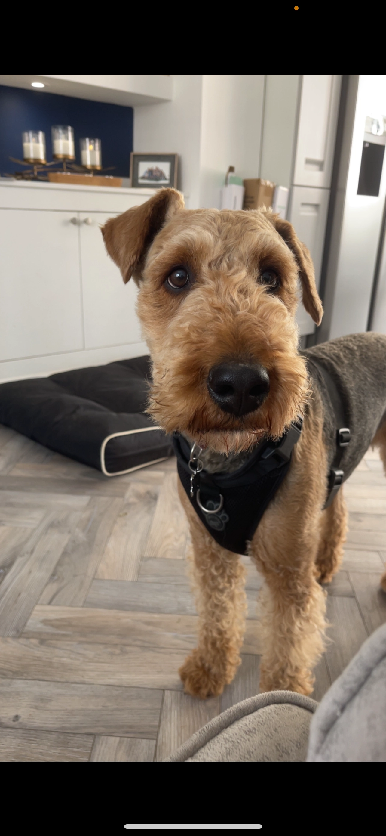 Bella - Woodsend Close, Nottingham