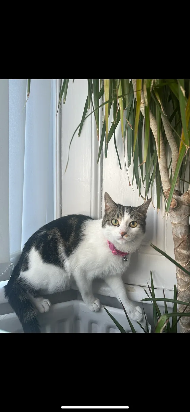 Nala - Croxdale Terrace, Gateshead