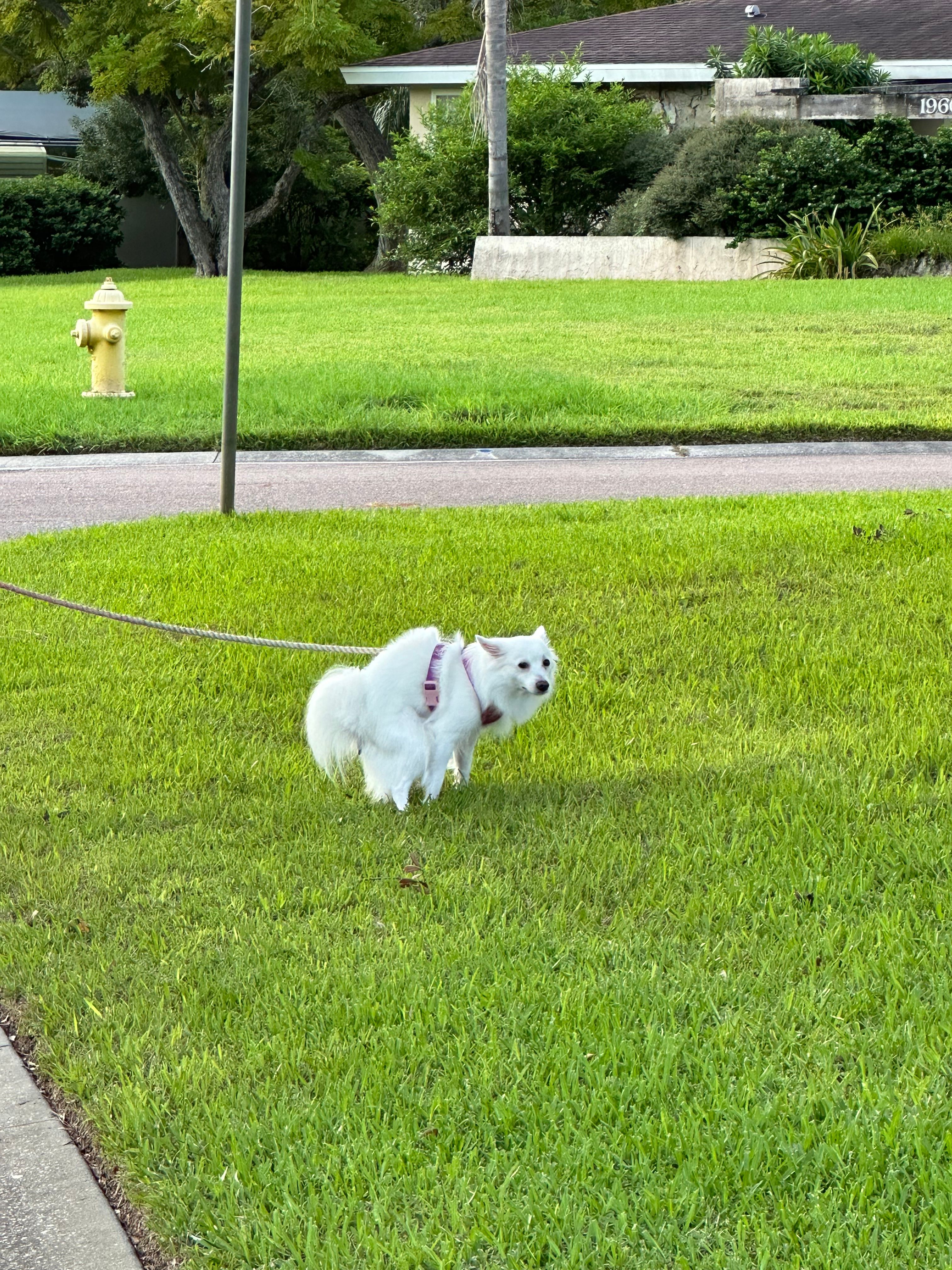 Pico - Rruga Fier Levan, Fier