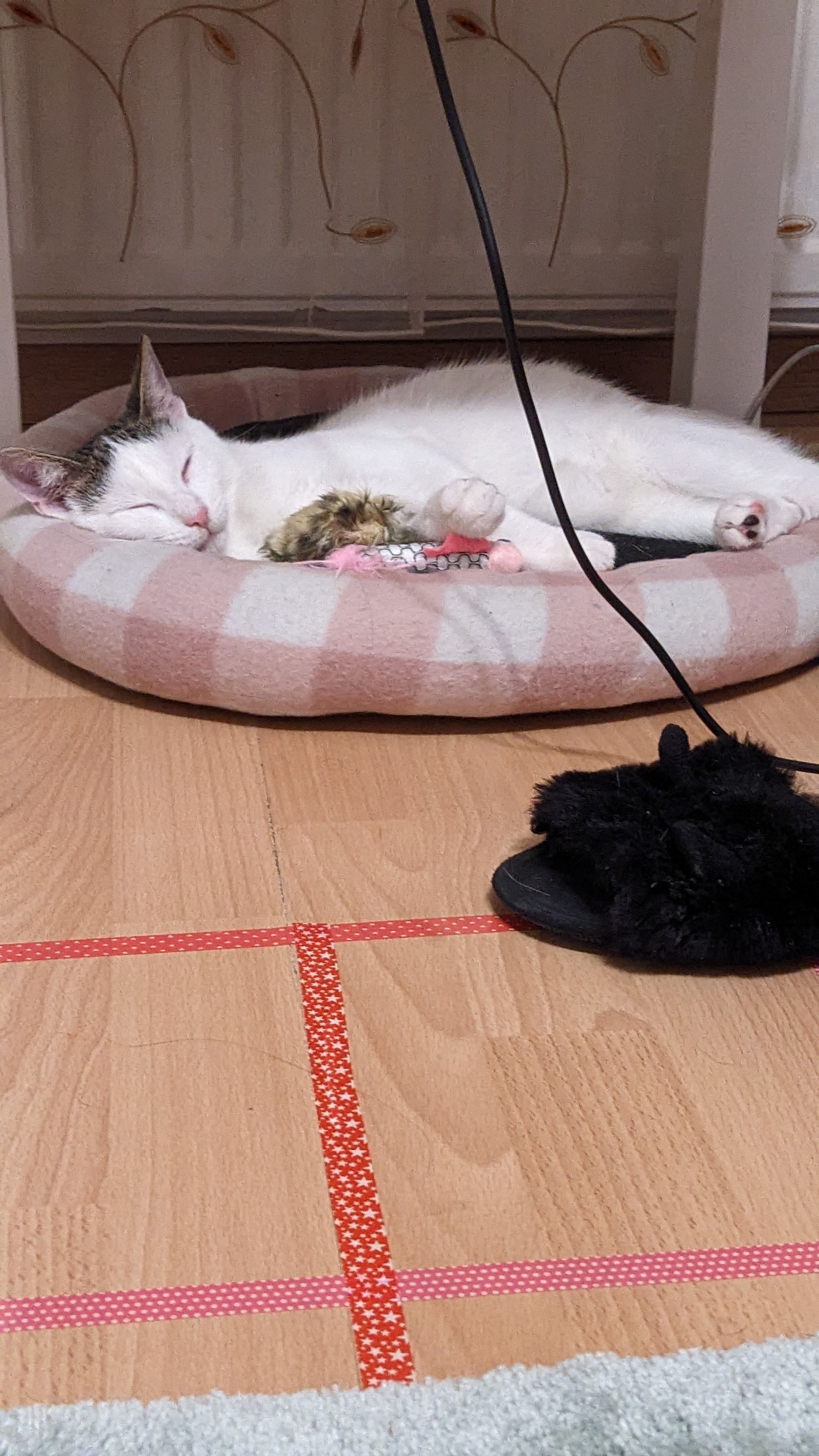 Rumianek - Ignacego Kruszewskiego, Warsaw