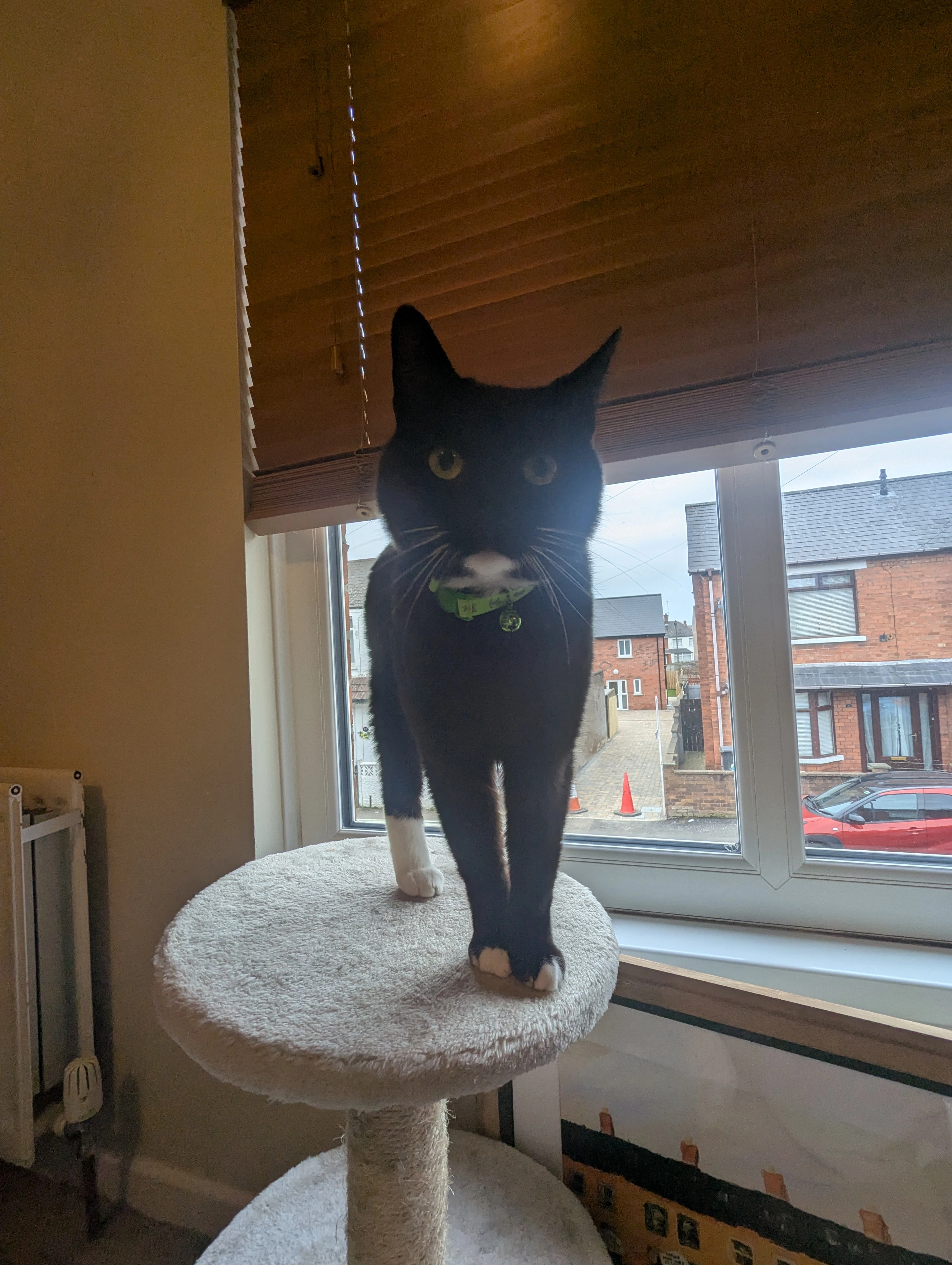 Fred - Brandon Parade, Belfast