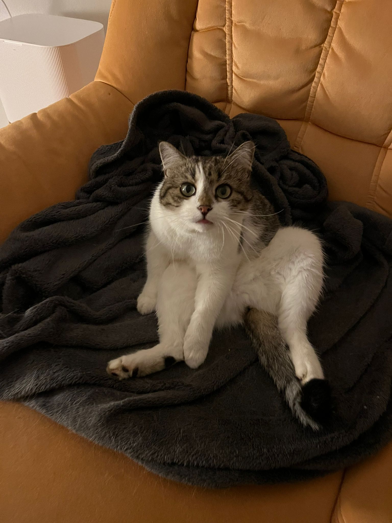 Riccardo  - Unterrohr 318, Rohr bei Hartberg