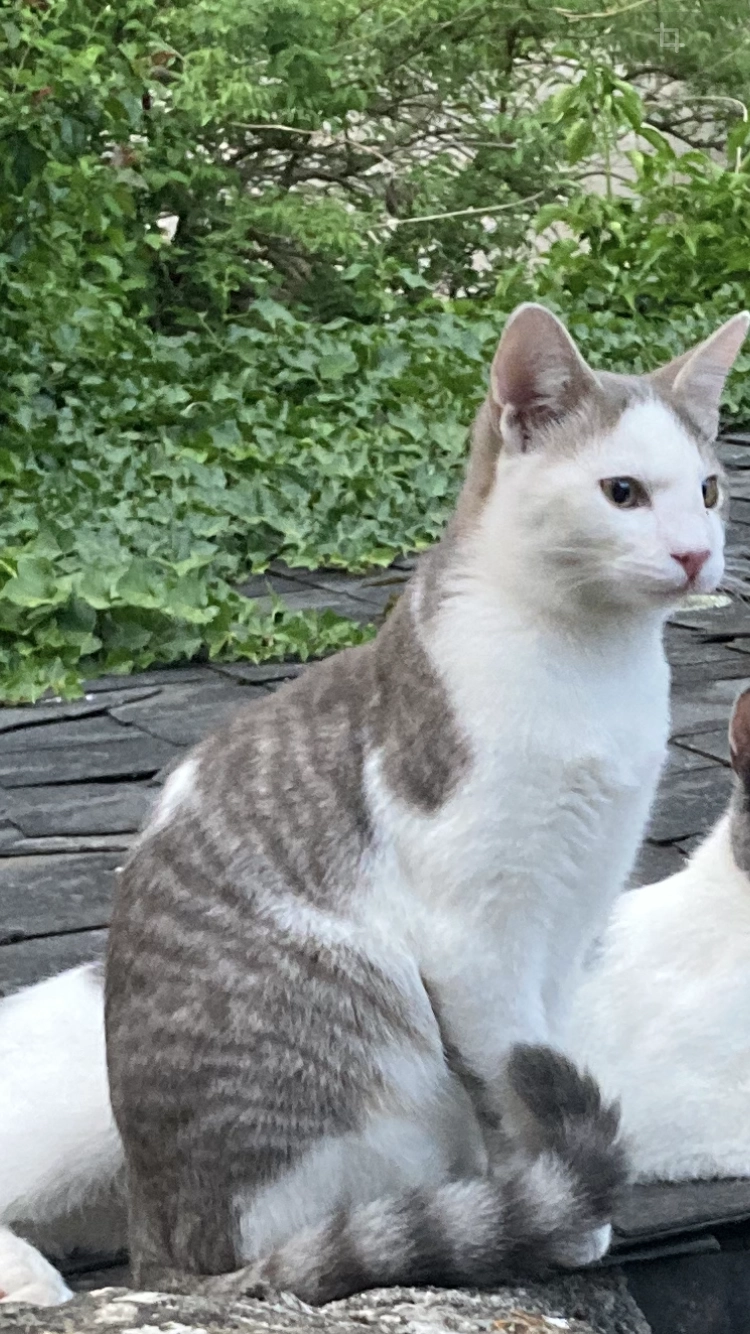 Chipper - 36B Rue des Bouchers, Laval