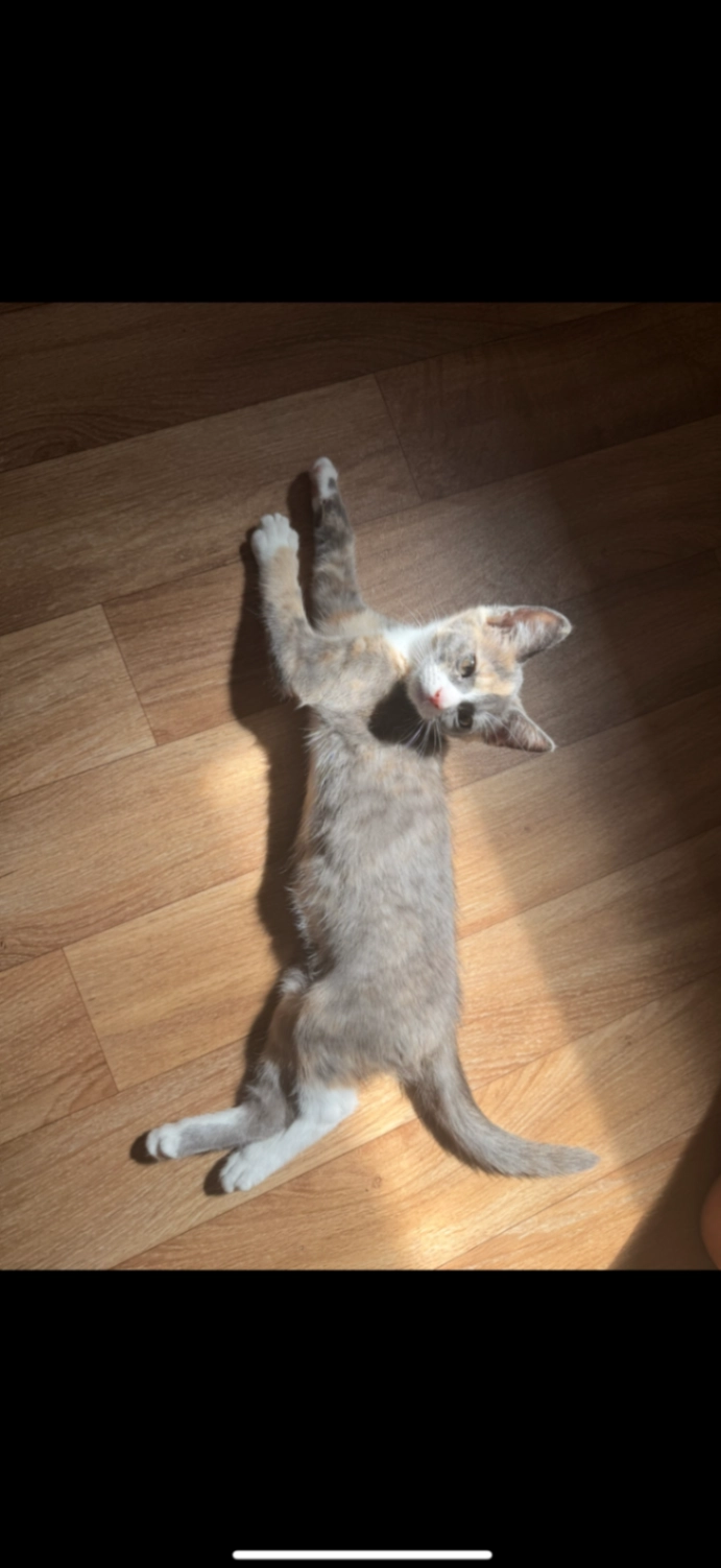 Nala - Wheaton Road, Bournemouth