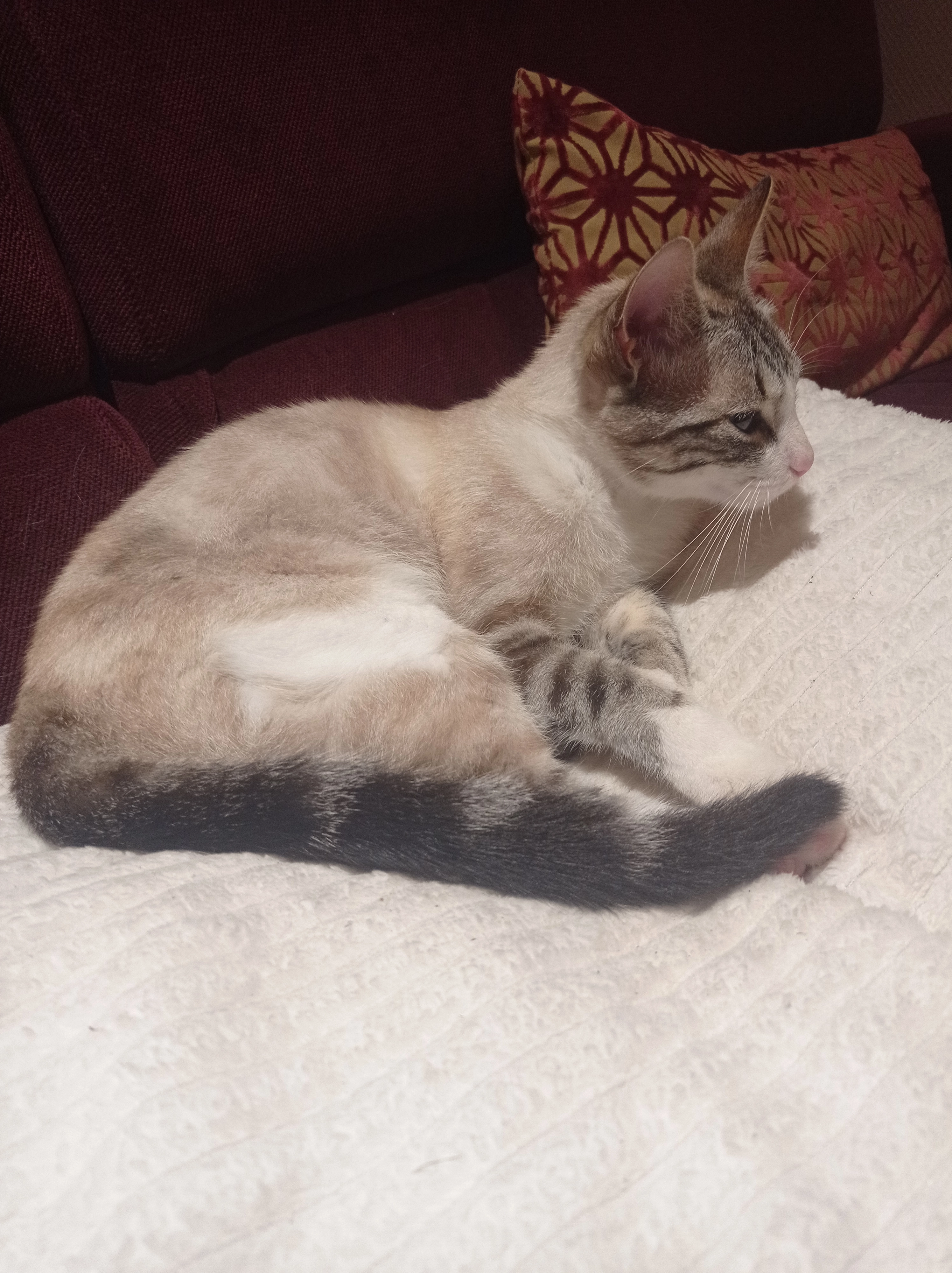 Violette - Rue Paul Valéry, Vannes